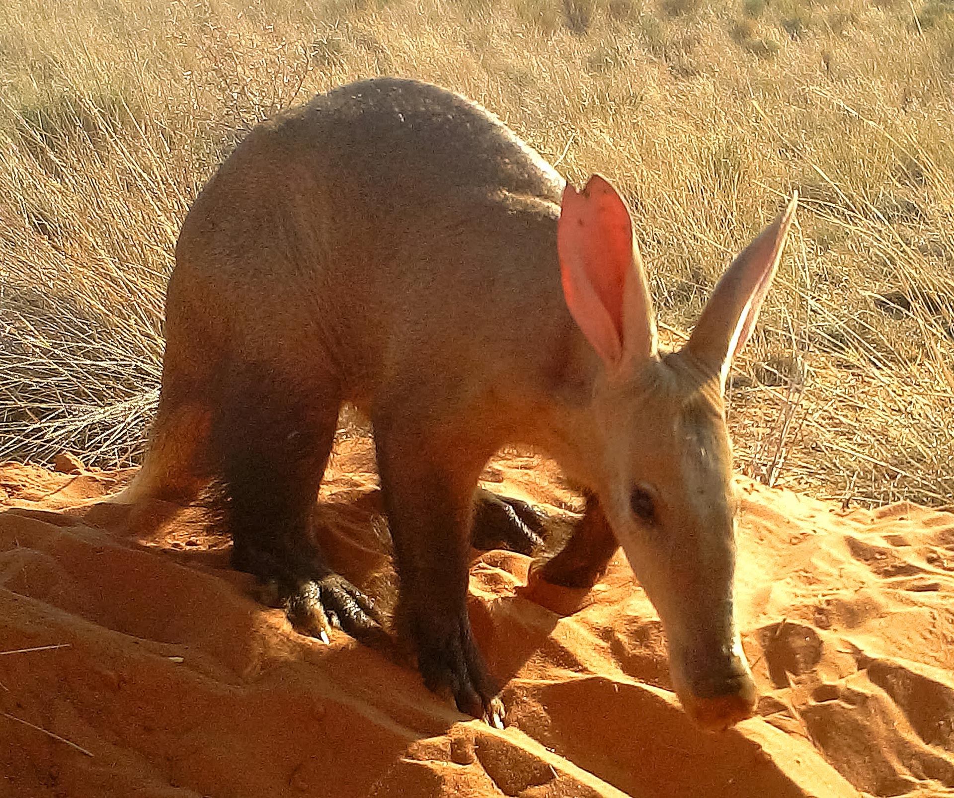 Ein Zeichen von Schwierigkeitenzeiten: Tagungen Aardvark Sichtungen