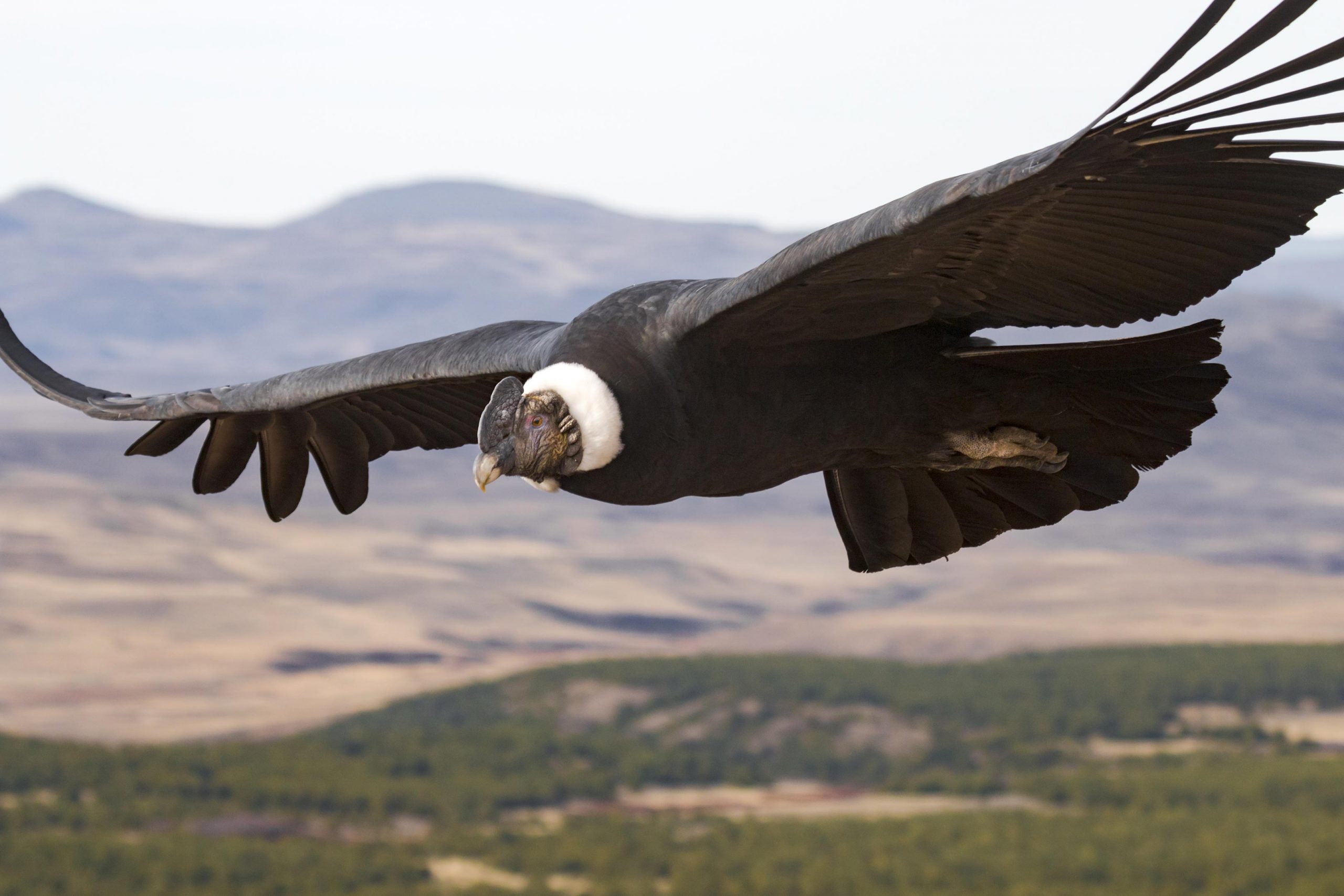 Geheimnisse prächtige, hochfliegende Vögel enthüllten 