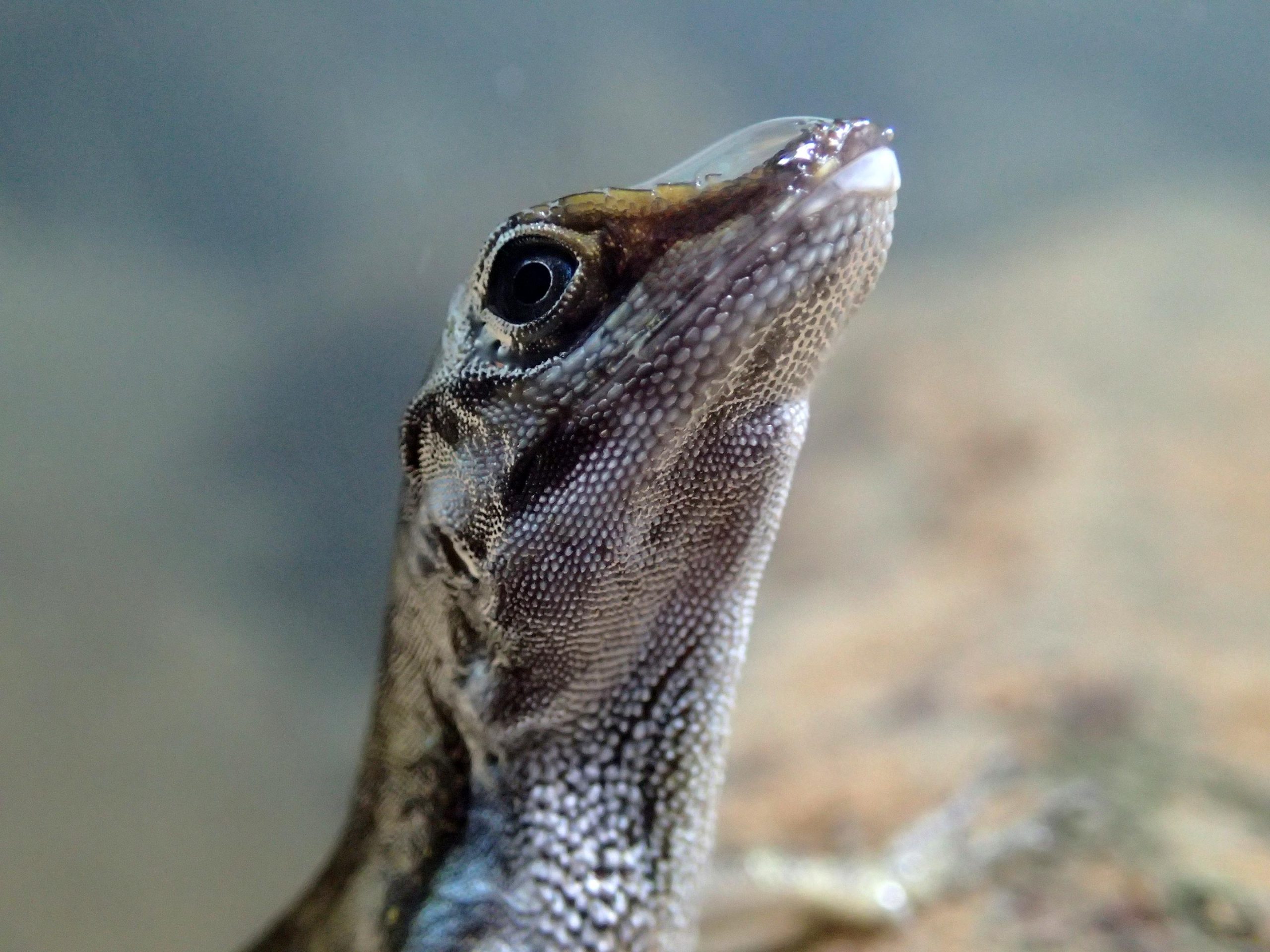 Evolutionsbiologen haben gerade entdeckt, wie einige Eidechsen unter Wasser atmen können