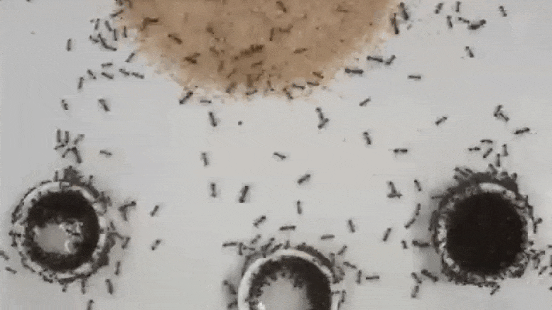 Die Forscher beobachten zum ersten Mal den anspruchsvollen Werkzeuggebrauch in Ameisen