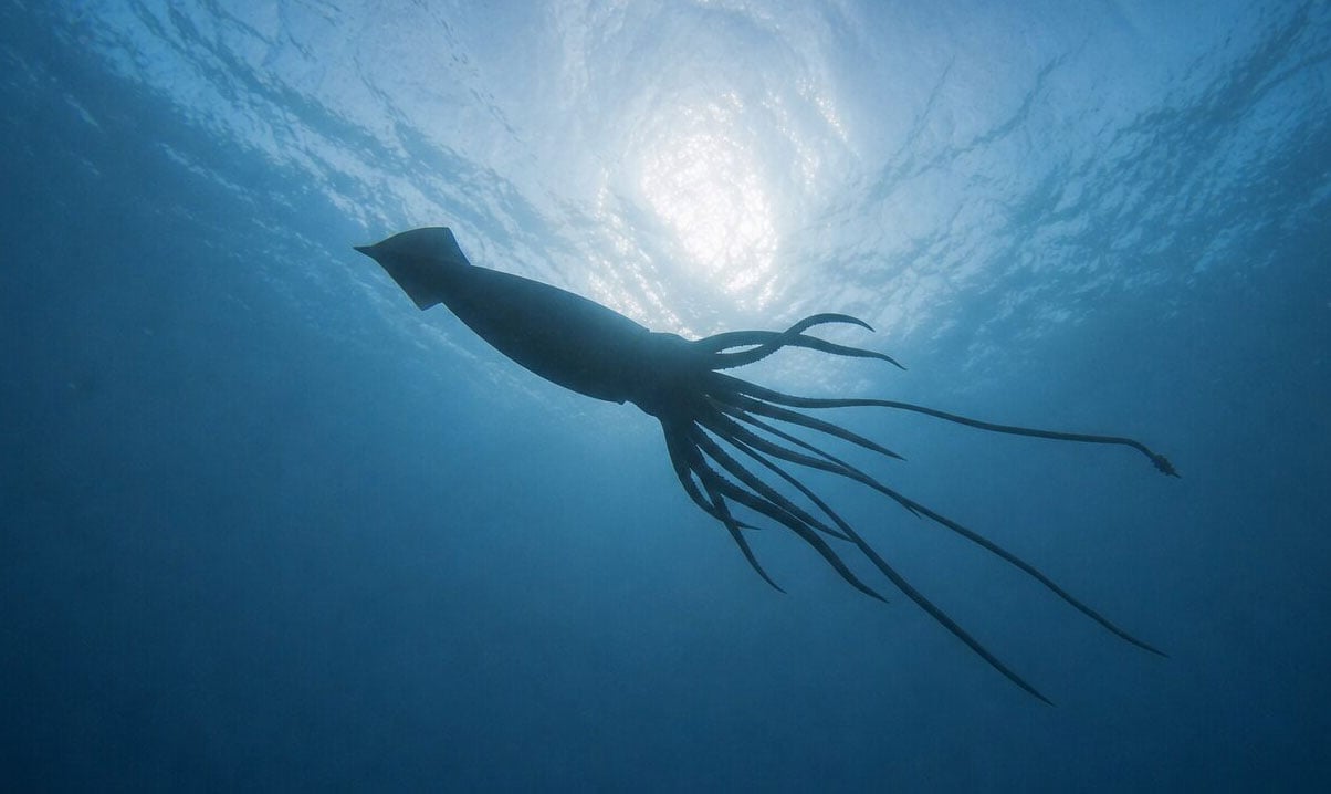 Riesenkalmar vor Westaustralien bei atemberaubender Tiefseeentdeckung entdeckt