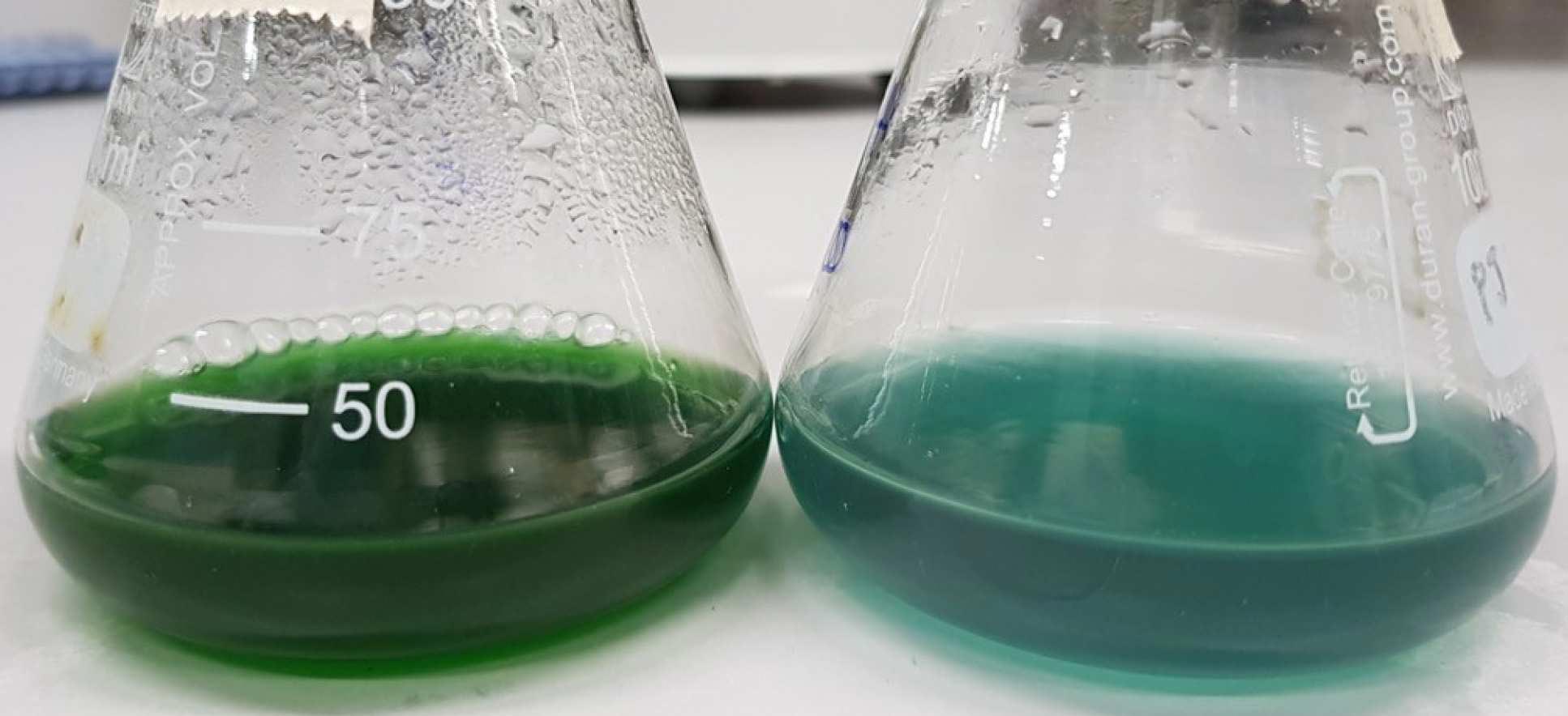 Wissenschaftler kopieren die Tricks der Natur, um nachhaltig Chemikalien und Treibstoff herzustellen