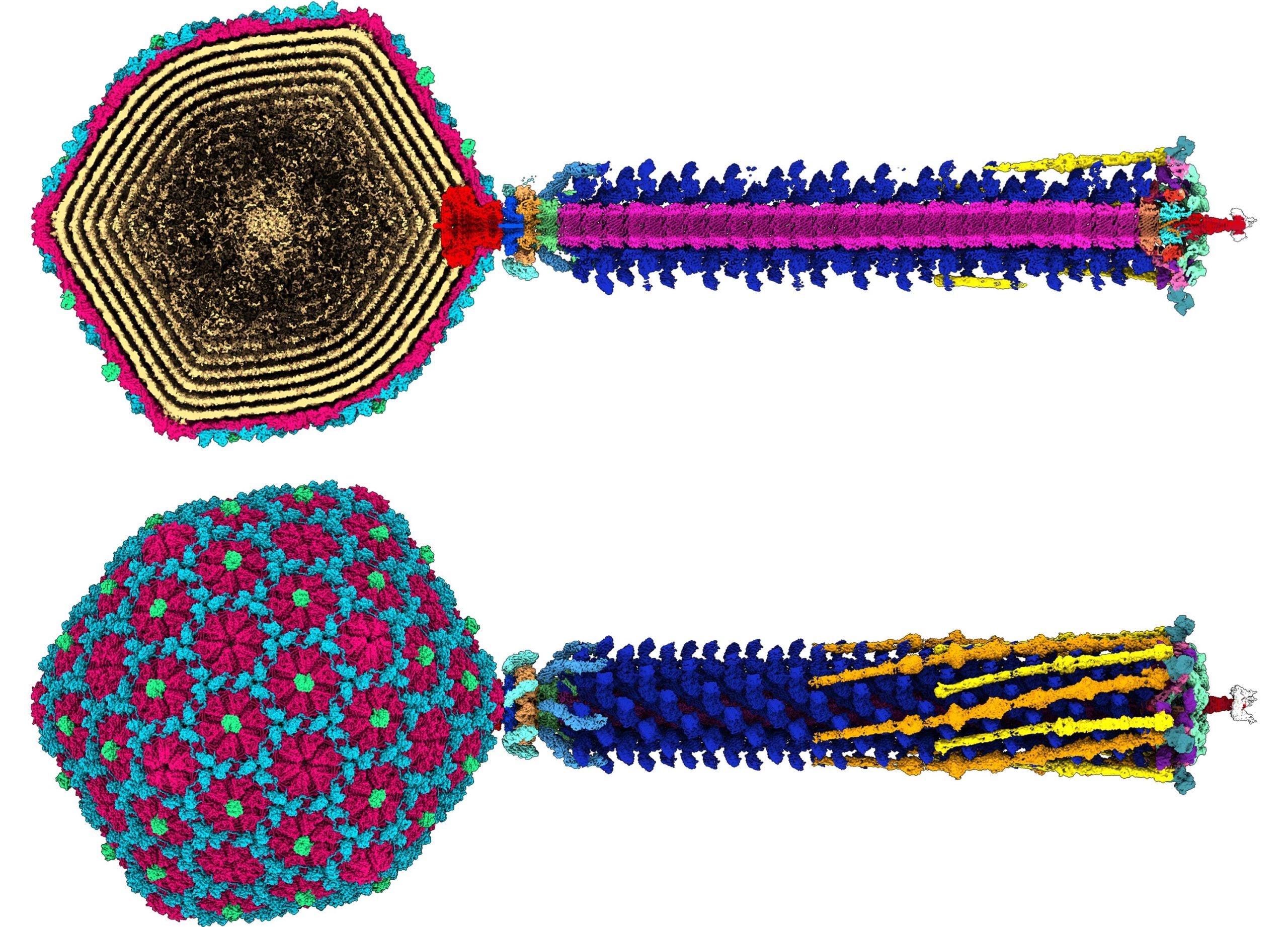 Atemberaubender hochauflösender Virus-Bauplan bietet neue Hoffnung gegen Antibiotikaresistenzen