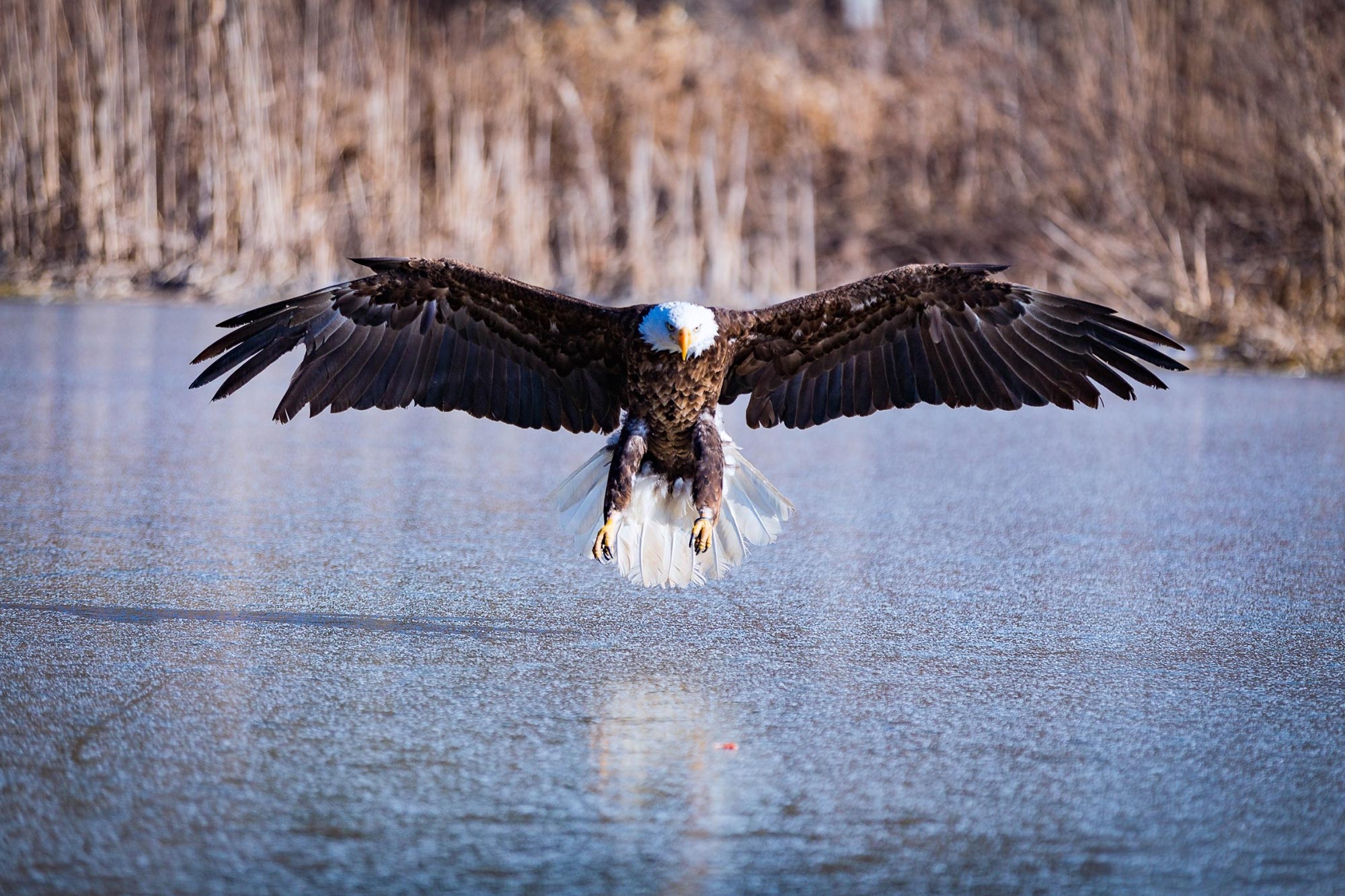 Mysteriöser Mörder der Weißkopfseeadler wurden endlich identifiziert