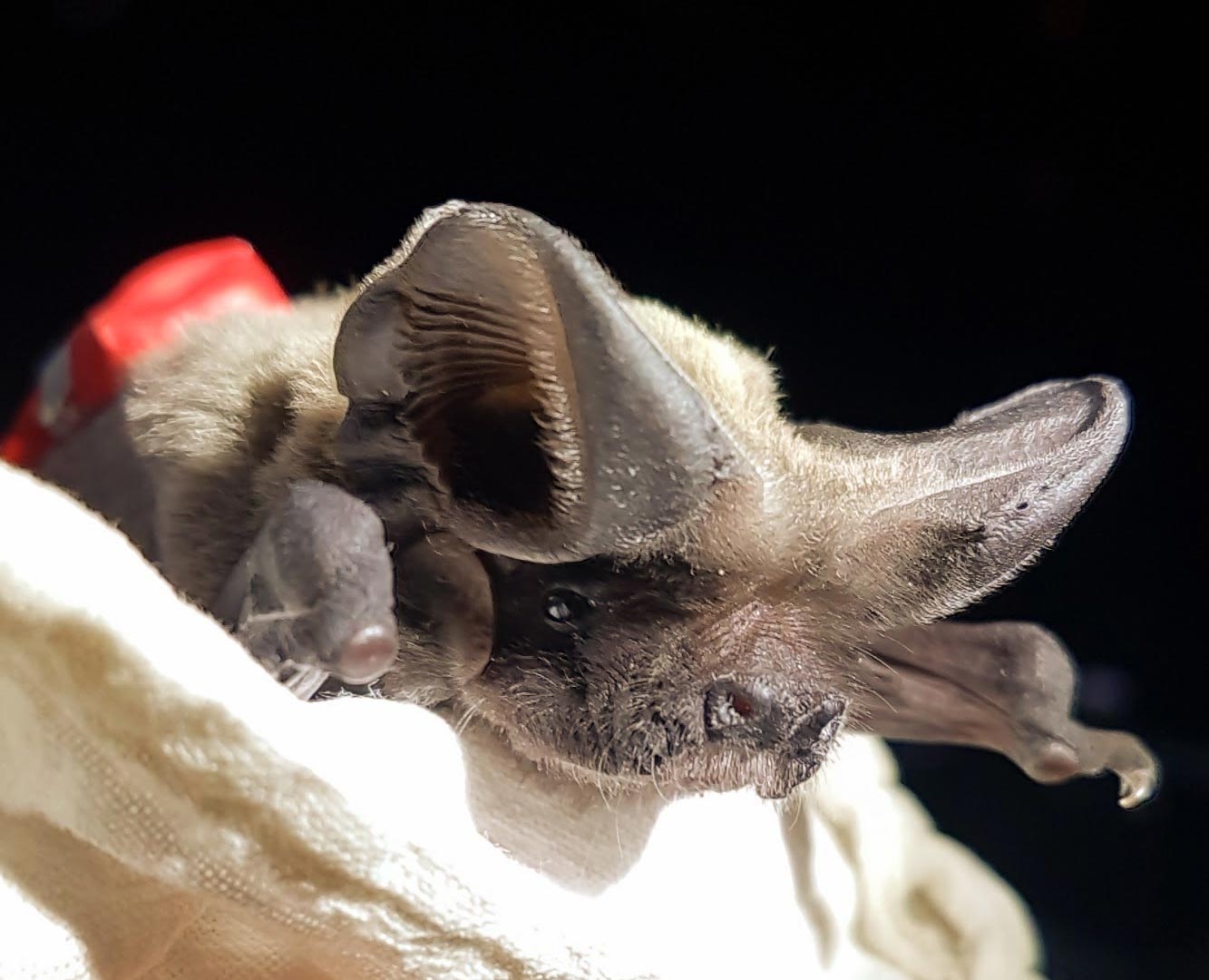 Wissenschaftler entdecken, wie schnell fliegende Fledermäuse in der Lage sind, große Höhen von über 1.600 Metern zu erreichen