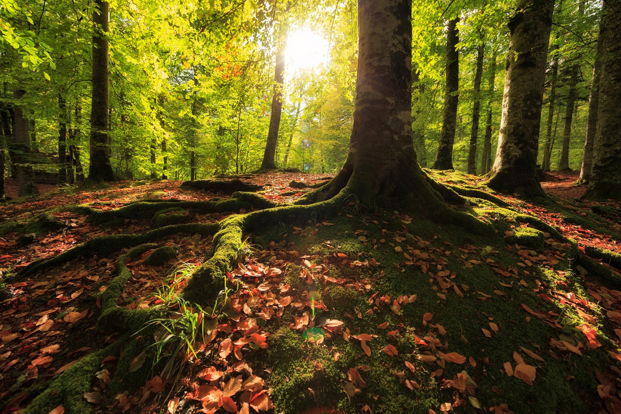 Entdeckung mit „tiefgreifenden Auswirkungen“