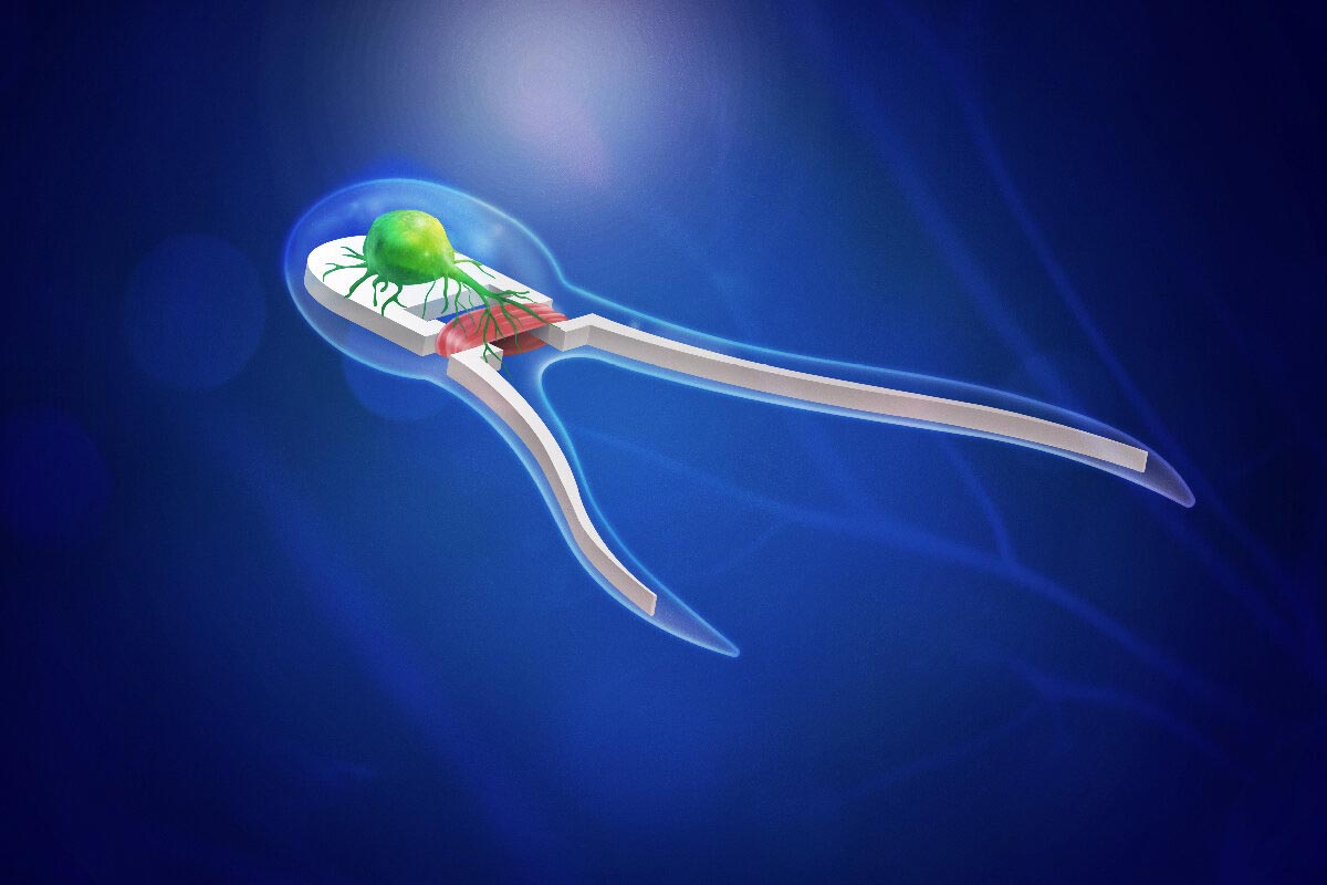 Mikroskopische biohybride Roboter, die von Muskeln und Nerven angetrieben werden, die von Forschern erbaut wurden