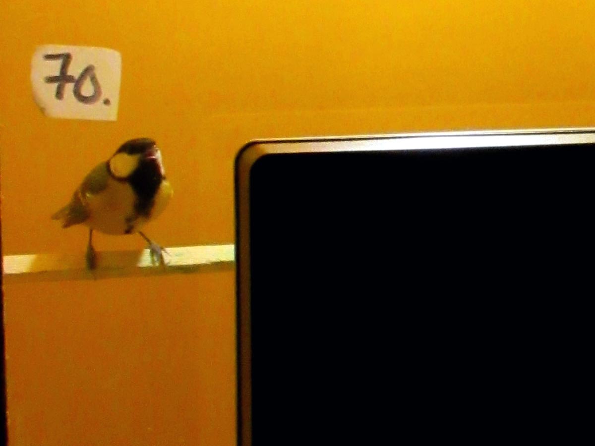 Wissenschaftler lassen Vögel fernsehen 