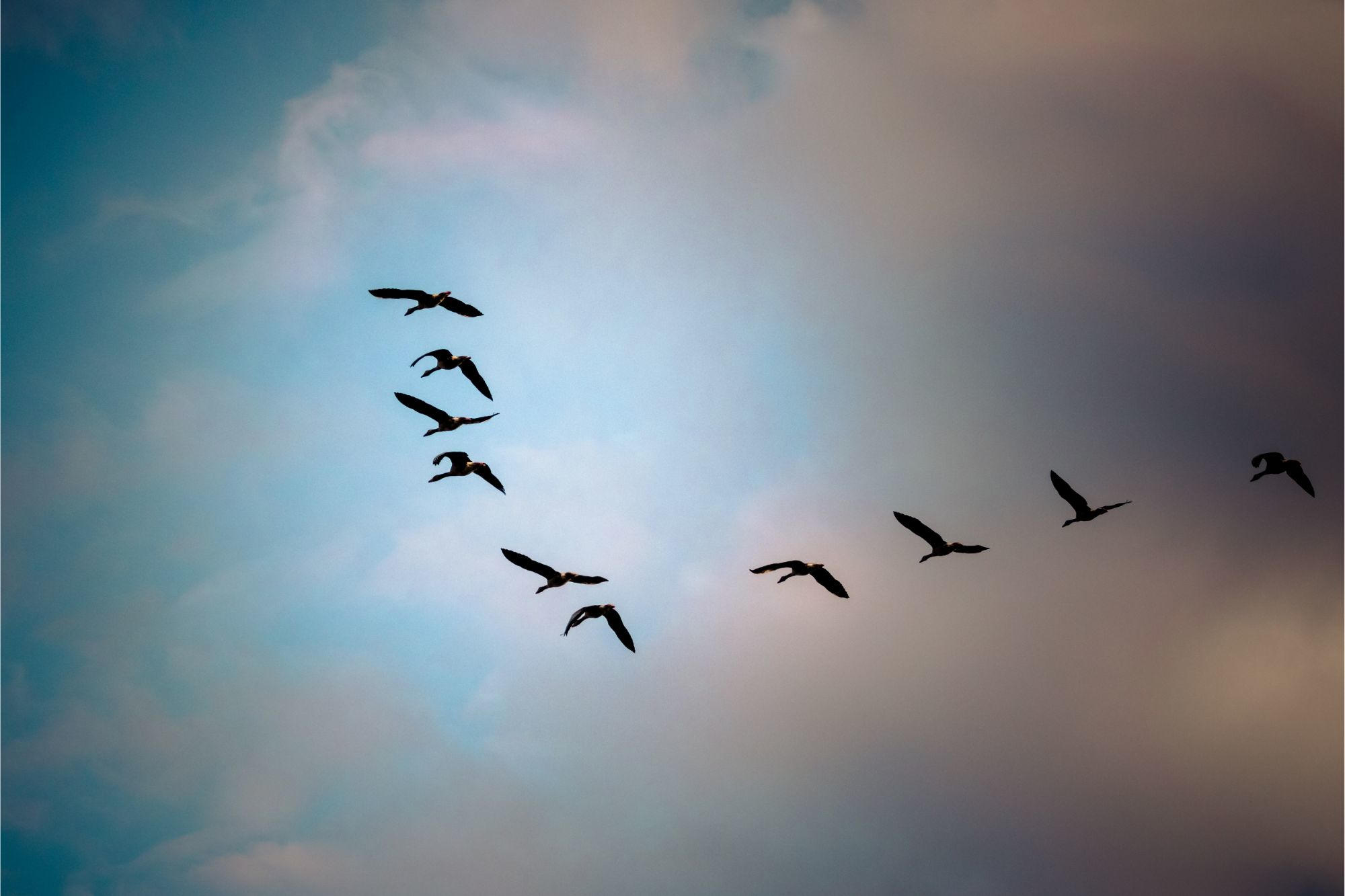 Neue Erkenntnisse zeigen, dass die Natur Europas in „Dire Straits“ liegt