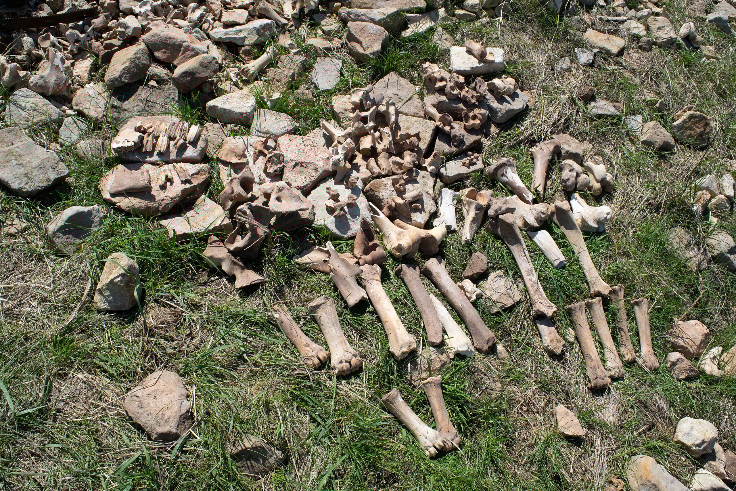 Wissenschaftler lösen das Geheimnis einer verlassenen 1100 Jahre alten Bison-Jagdstätte