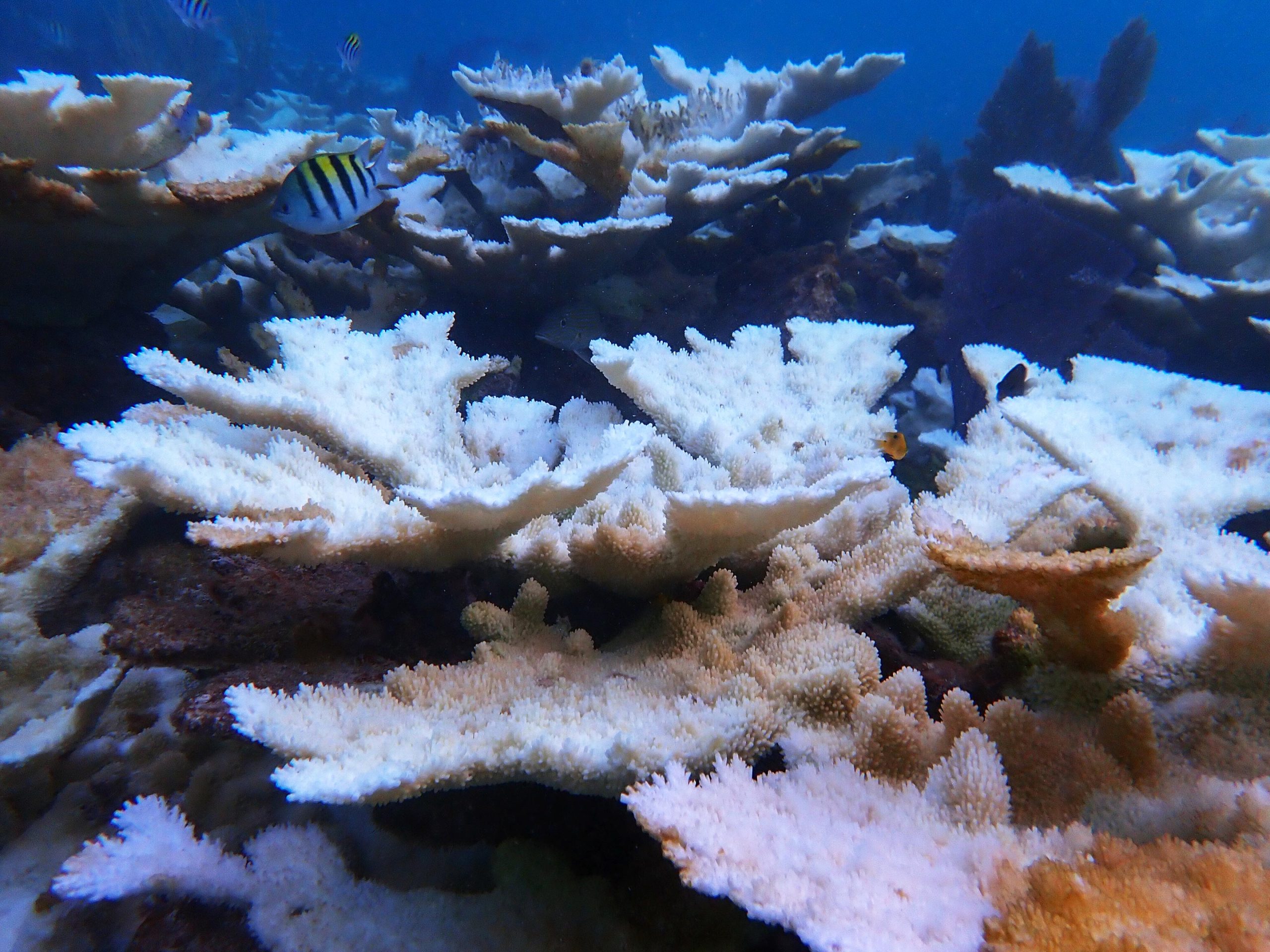 Korallenkatastrophe: Die brutale Hitze bringt Floridas Riffe am Rande