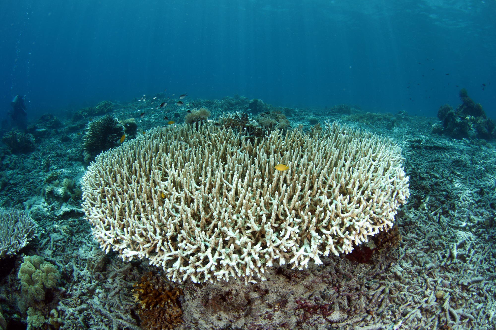 Wie das Klima Korallen tötete und das Great Barrier Reef verheerte