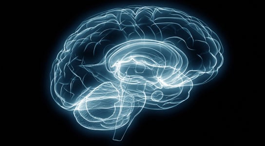 Störung des Gehirns zeigt, dass psychische Erkrankungen biologische Ähnlichkeiten aufweisen