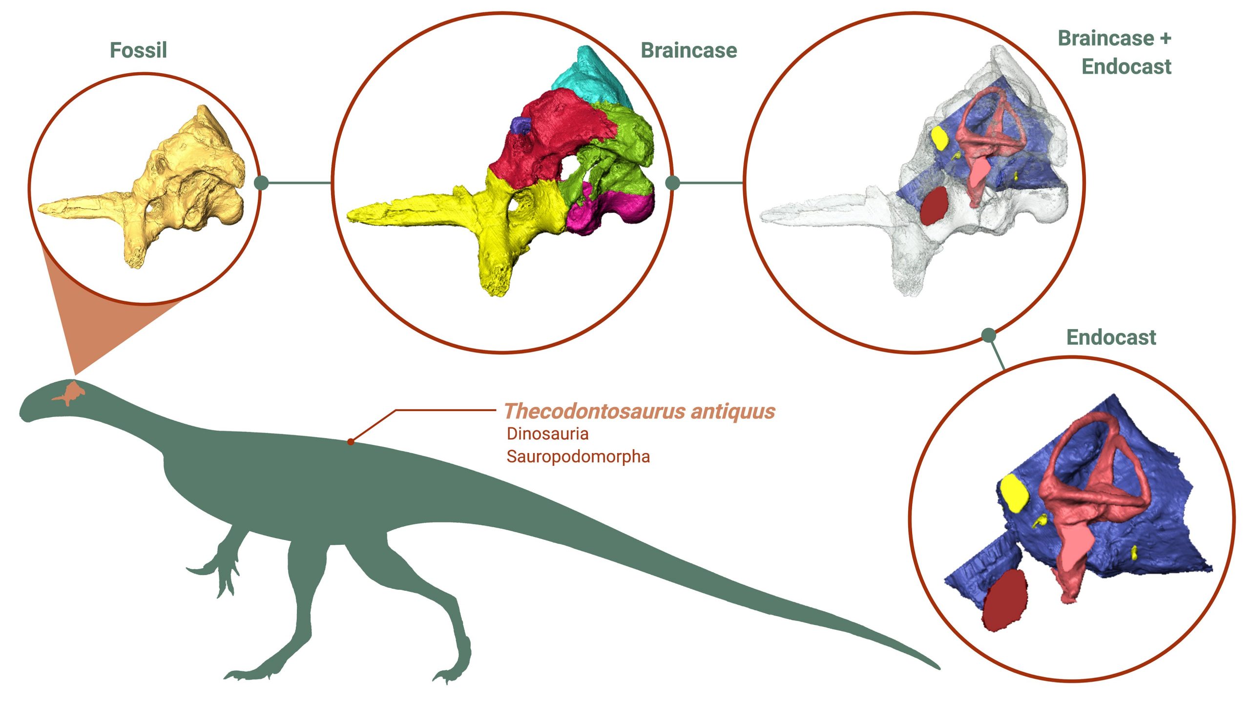 Die Pionierrekonstruktion zeigt überraschende Einblicke in das Gehirn des frühen Dinosauriers, Essgewohnheiten und Beweglichkeit