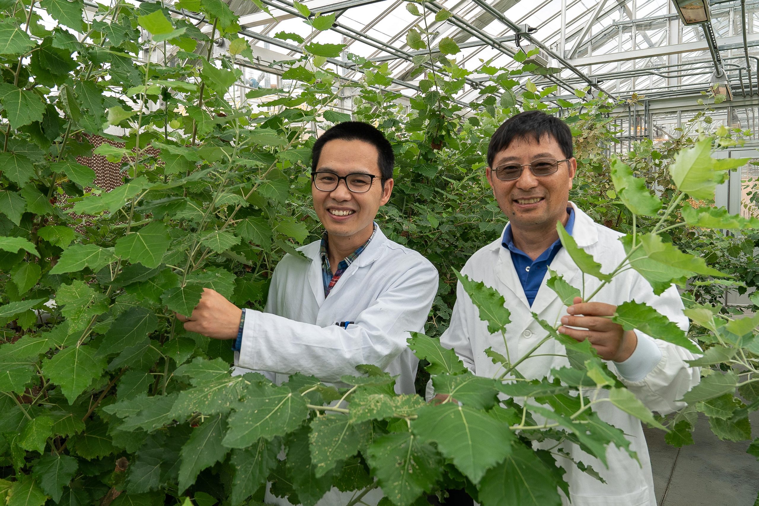 Enzym identifiziert zur Herstellung wichtiger industrieller Chemikalie in Pflanzen
