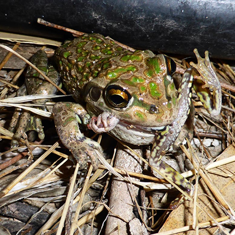 Alien fleischfressende Froschinvasion führt zu einem natürlichen Lebensraum.
