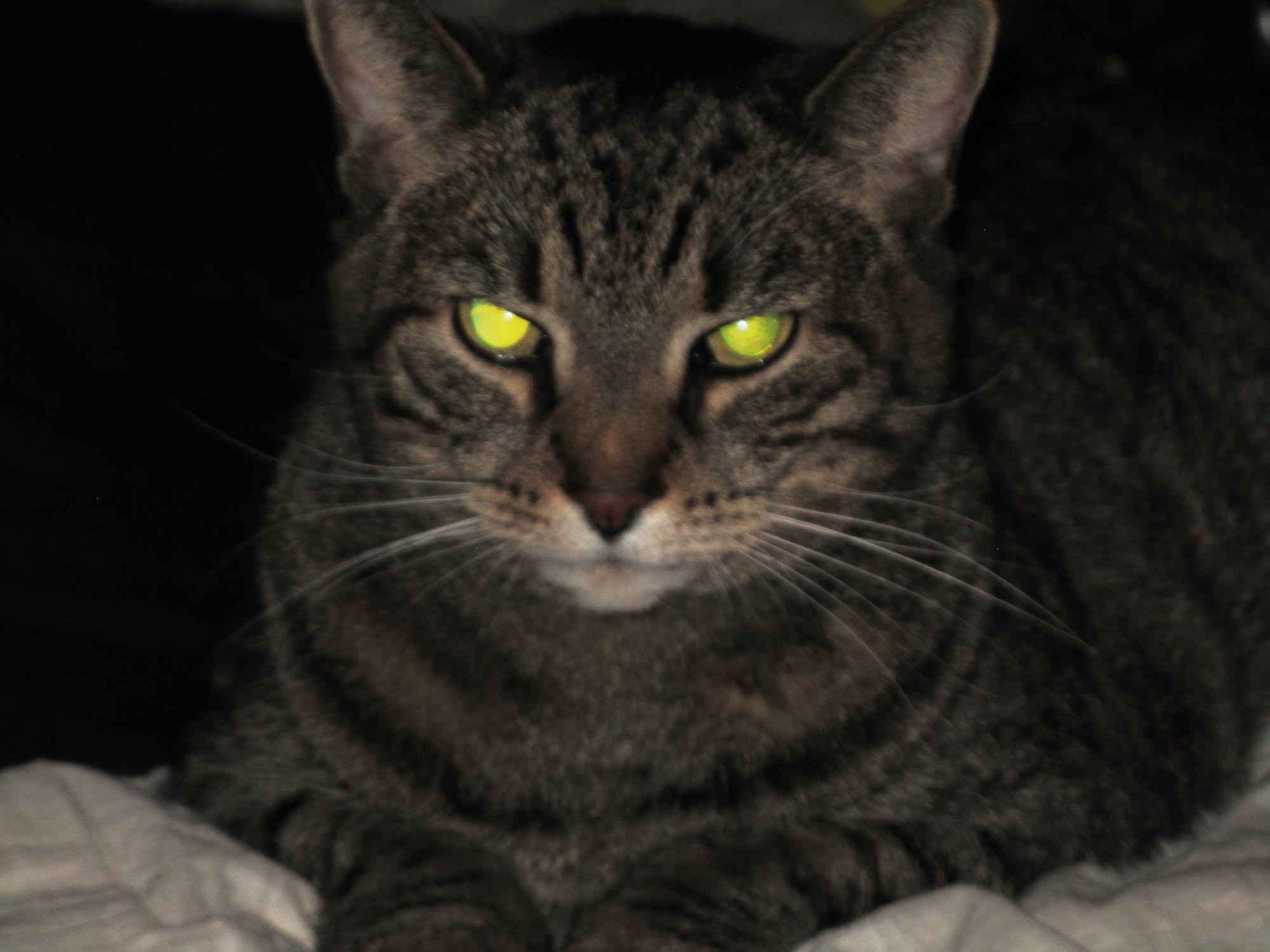 Warum im Dunkeln die Augen der Katzen leuchten