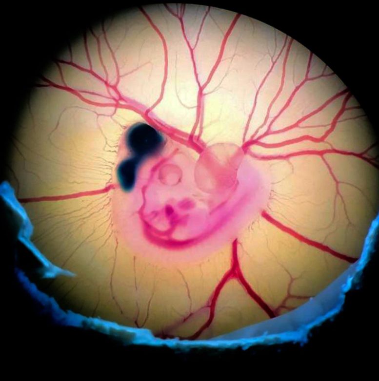 Chick Embryo After Experimental Manipulation