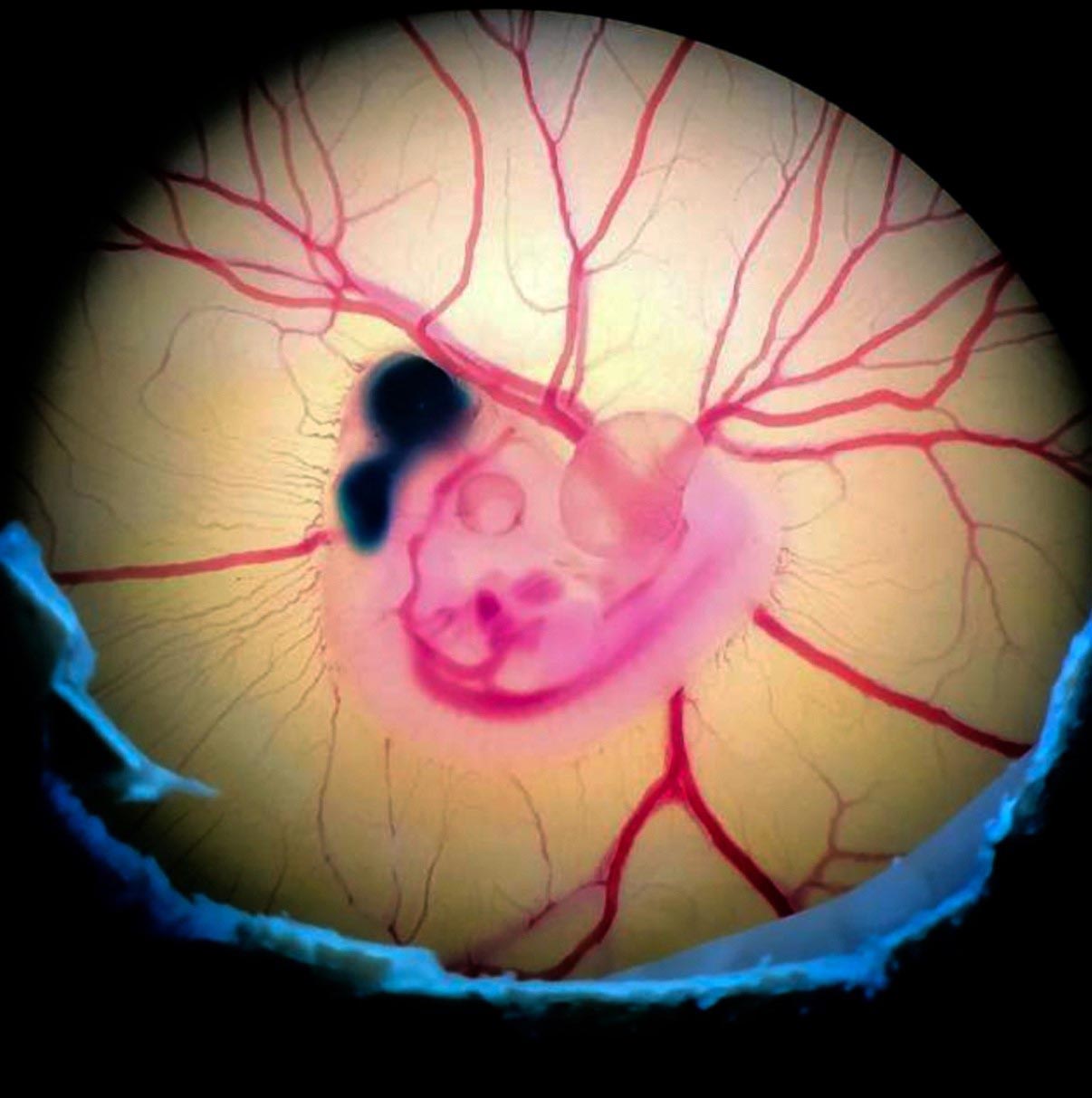 Überdenken der Gehirnentwicklung: Vögel und Säugetiere nahmen unterschiedliche Wege zur Intelligenz