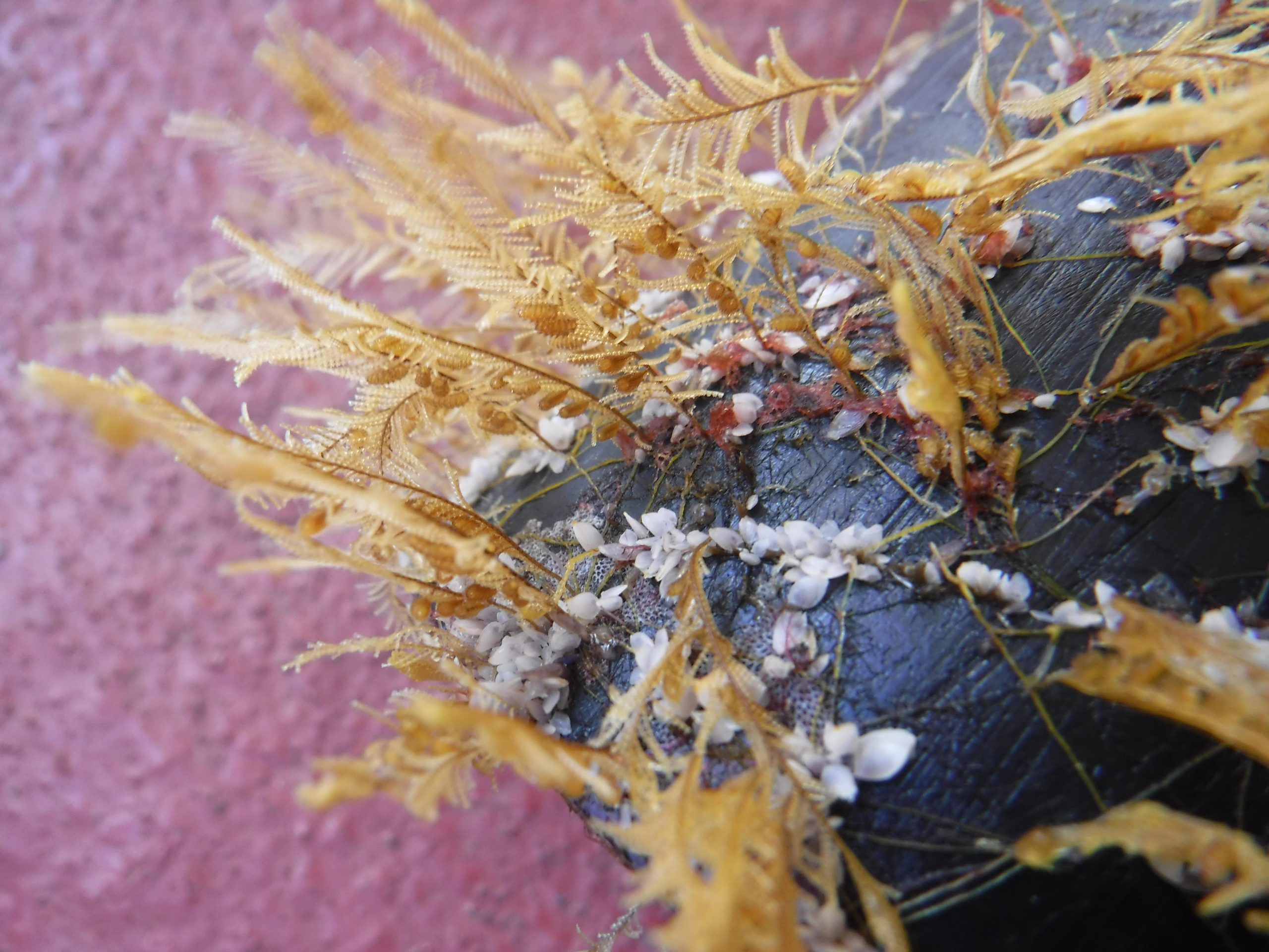 Eine Plastikoase: Wissenschaftler entdecken überraschende Zuflucht für Küsten 