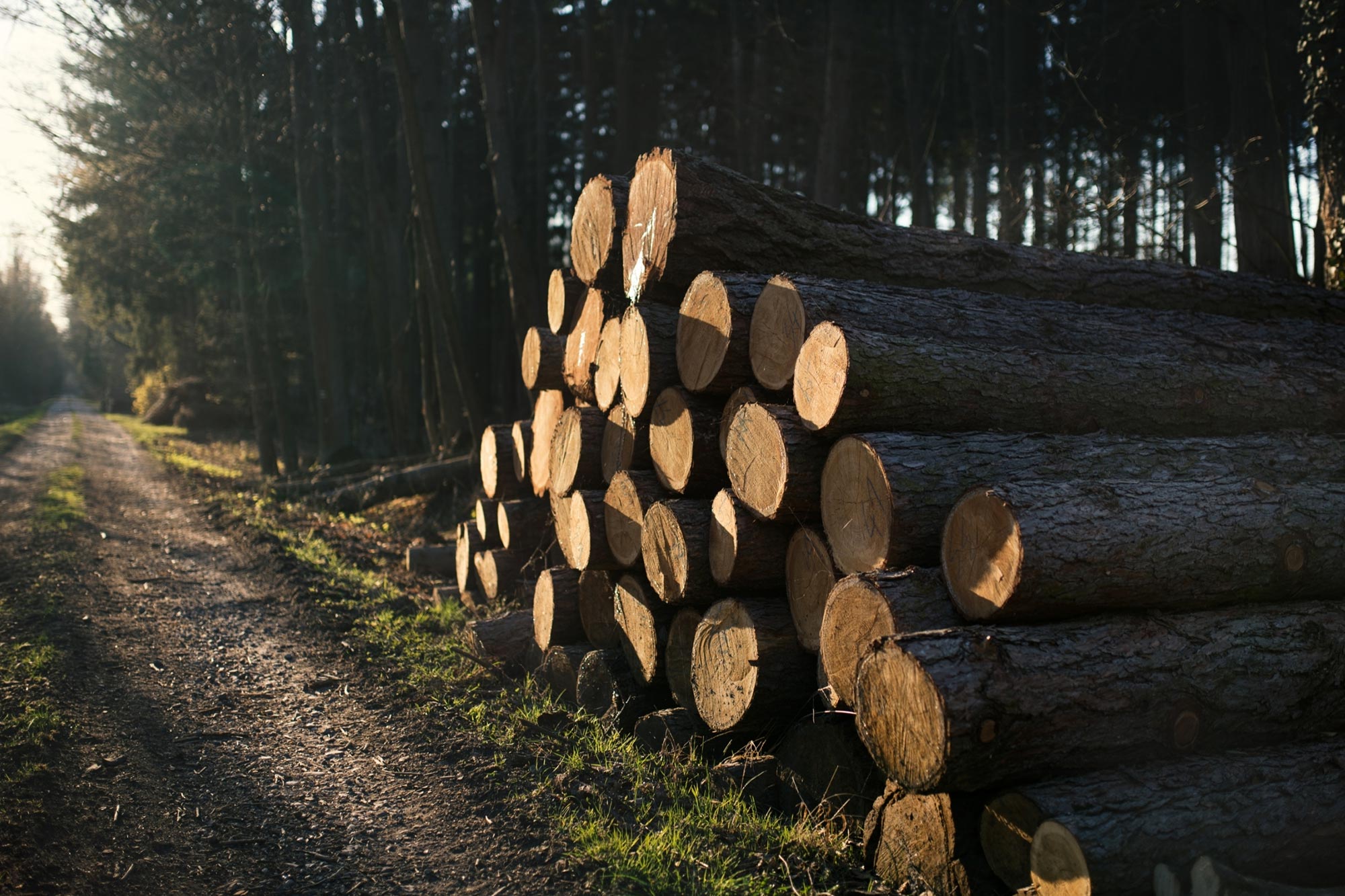 Wichtige Rolle, dass das Pflanzen neuer kommerzieller Wälder im Kampf gegen den Klimawandel spielt