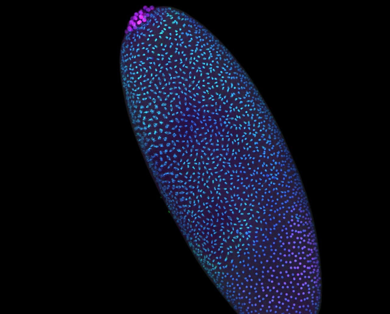 Wissenschaftler entdecken, dass die DNA bereits organisiert ist, bevor das Leben beginnt