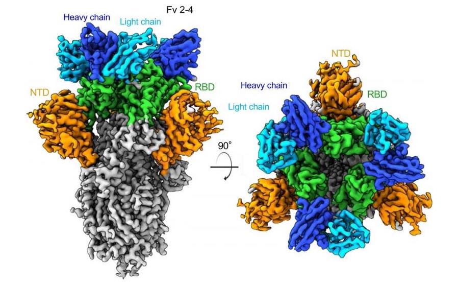 Potenzielle neutralisierende Antikörper, die aus Covid-19-Patienten isoliert wurden-könnte Massenproduktion zur Unterdrückung des Virus