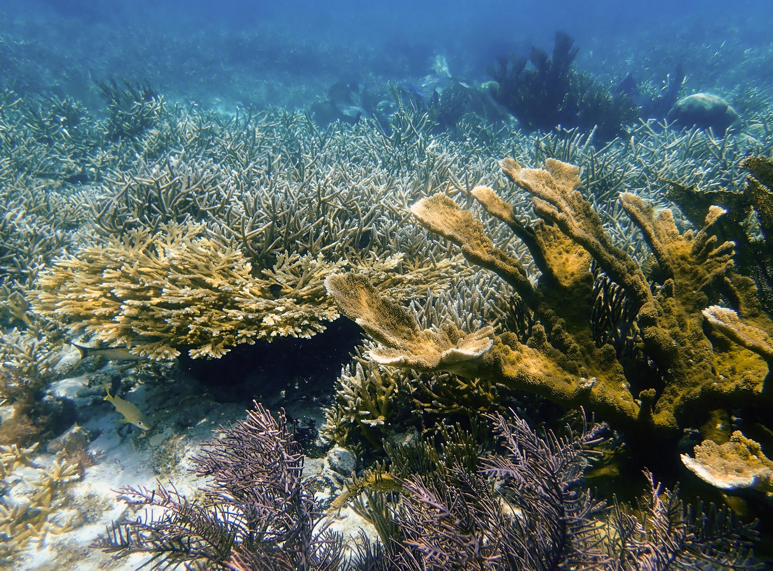 Korallen auf der Reef-Bauer und die mikroskopischen Algen in ihren Zellen entwickeln sich genetisch im Tandem