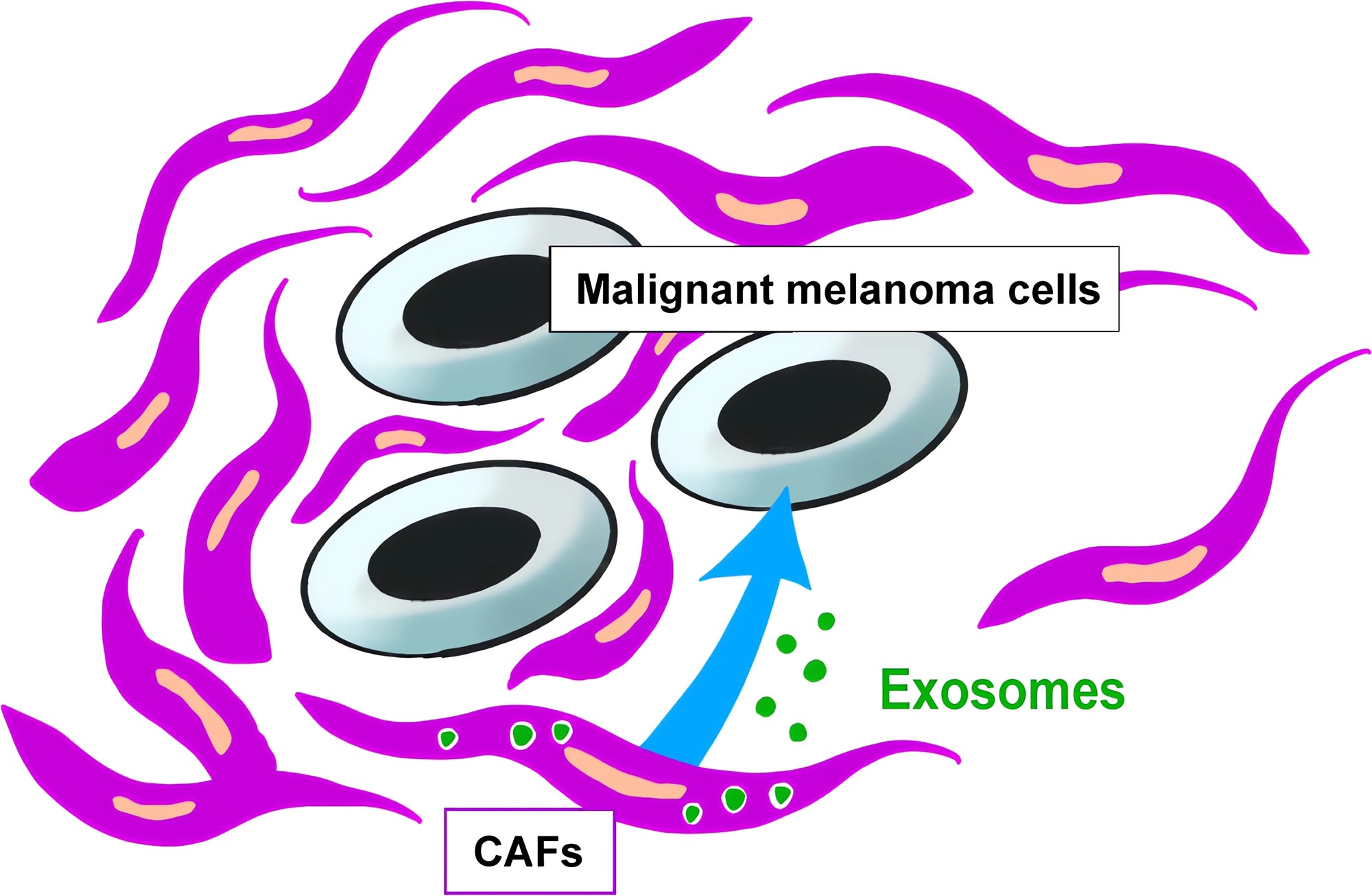 Transmembranprotein hemmt das maligne Melanomwachstum 