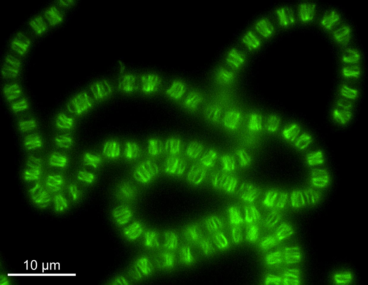 Uralte Bakterien verwandelten ein DNA-System in ein Zellskelett