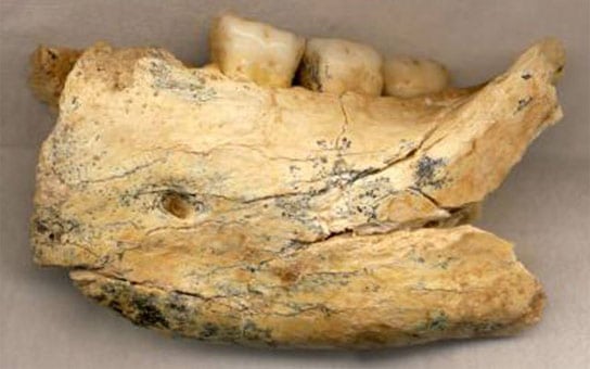 Das 400.000 Jahre alte Fossil hilft bei der menschlichen Entwicklung neuer Licht auf die menschliche Entwicklung