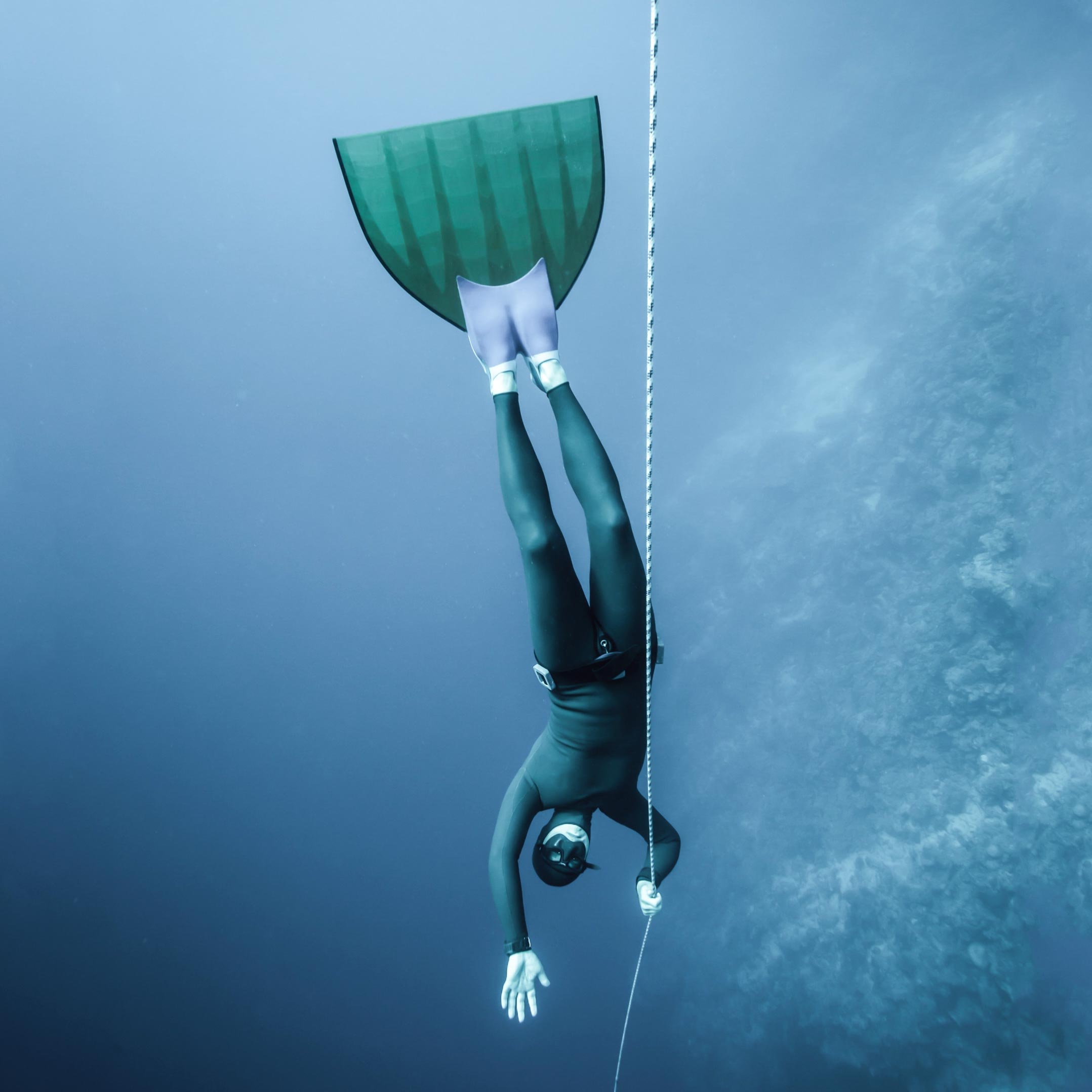 Elite Freedivers versiegte Robben bei tiefen Tauchgängen 