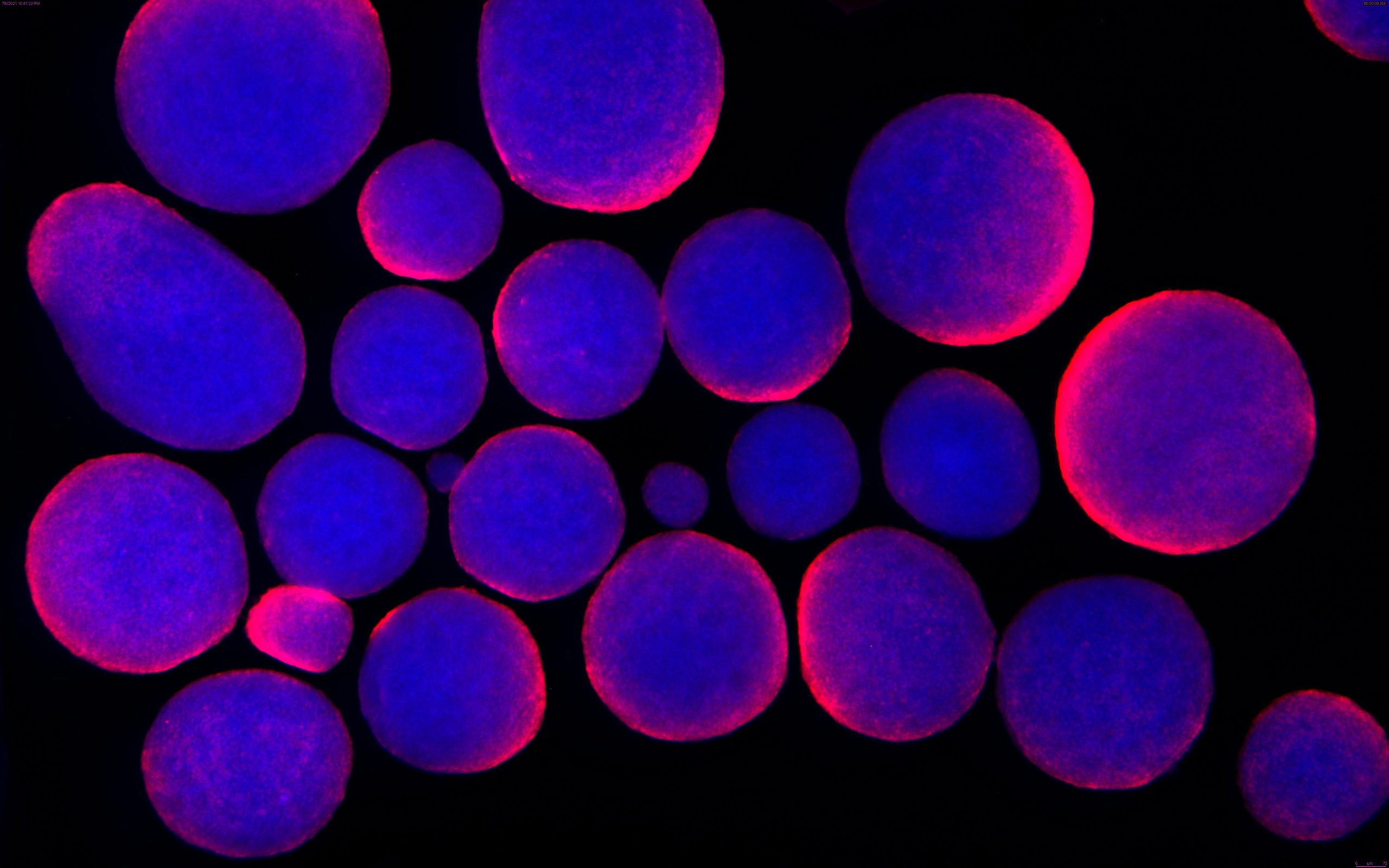 Wissenschaftler warnen: Dringend Bedarf an einer verbesserten Berichterstattung über biomedizinische Forschung an Säugetierzellen