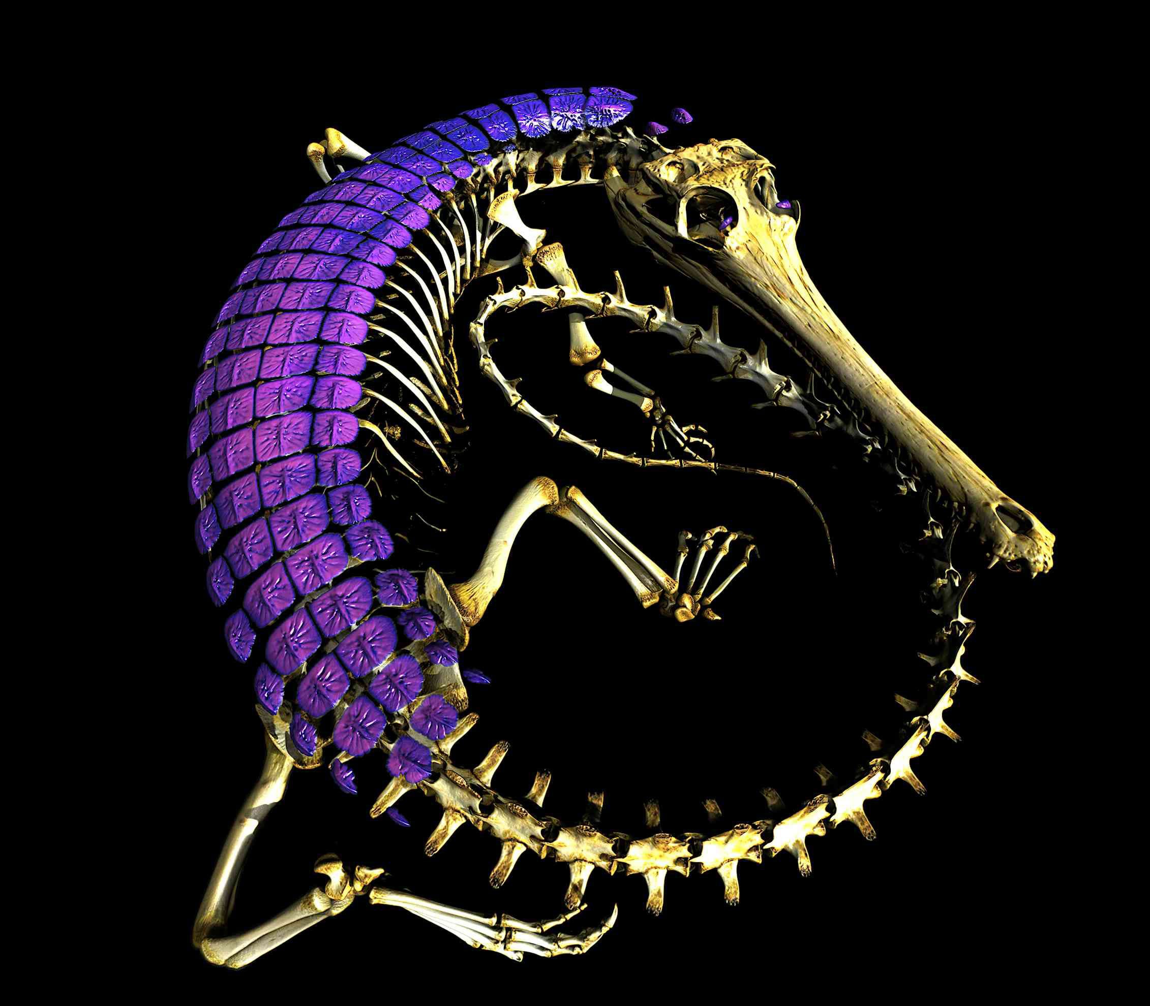Wissenschaftler lösen das 320 Millionen Jahre alte Rätsel um die Hautpanzerung von Reptilien