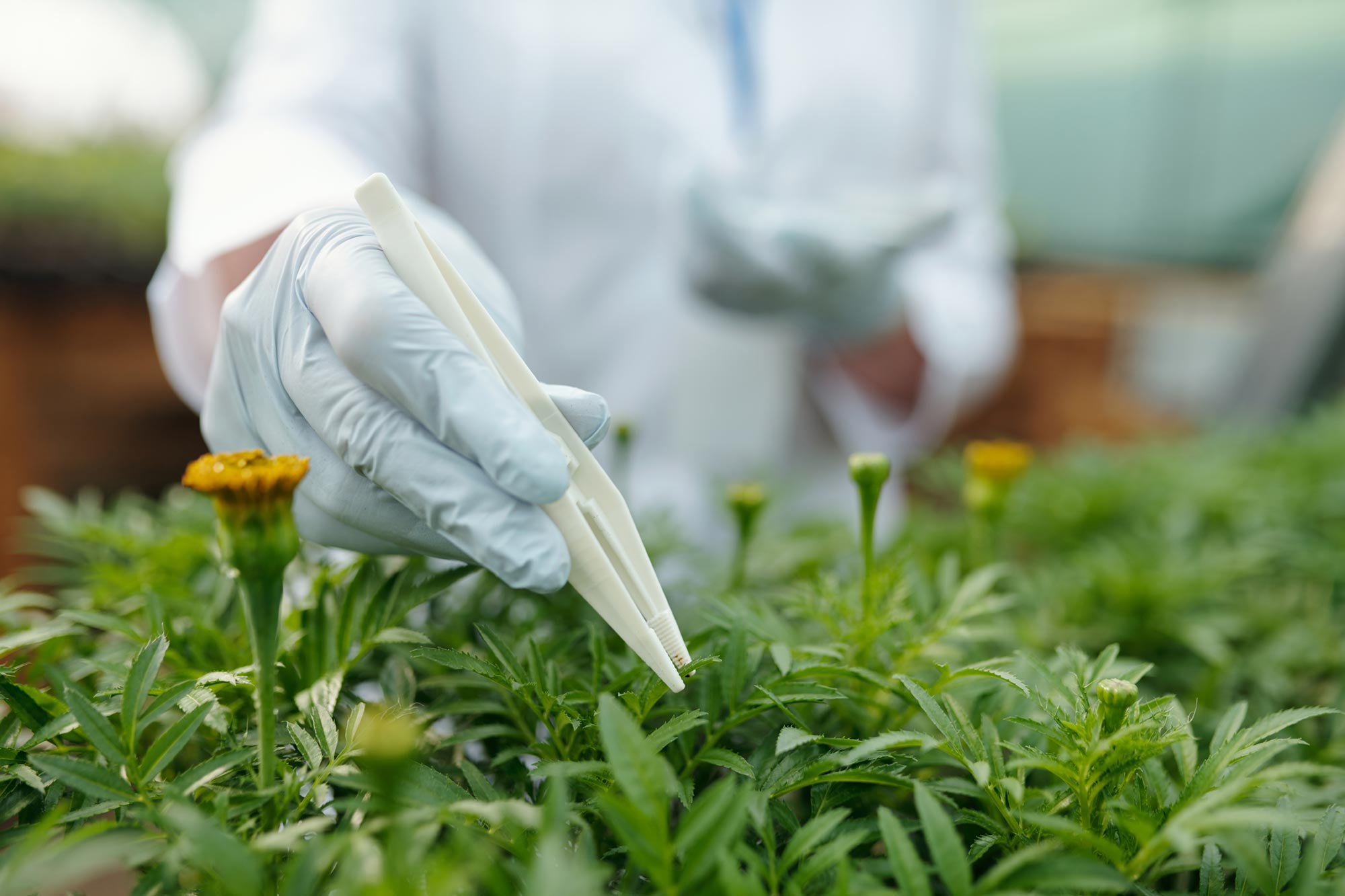 Diese gewöhnliche Pflanze könnte eine unerwartete neue Proteinquelle sein