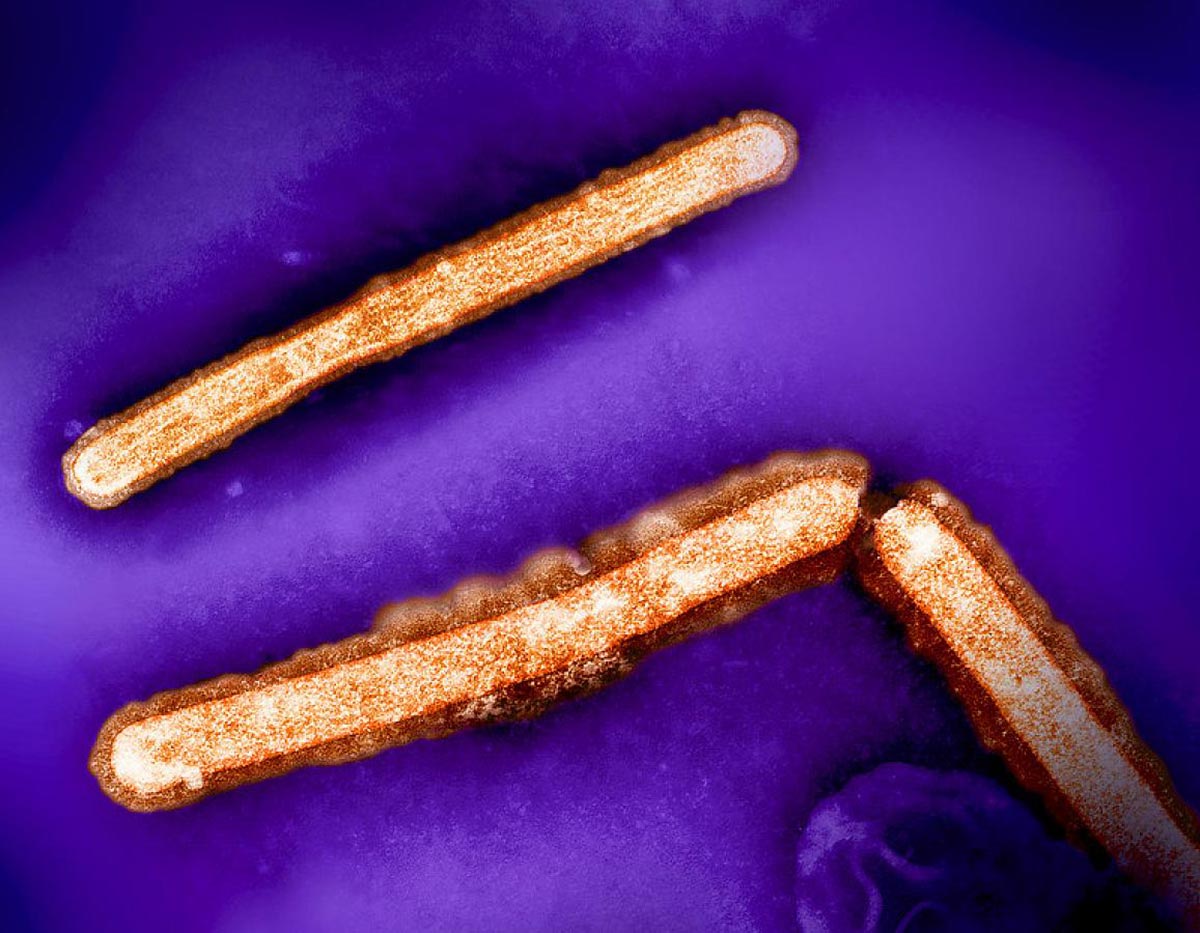 Alarmierende Mutation im H5N1 