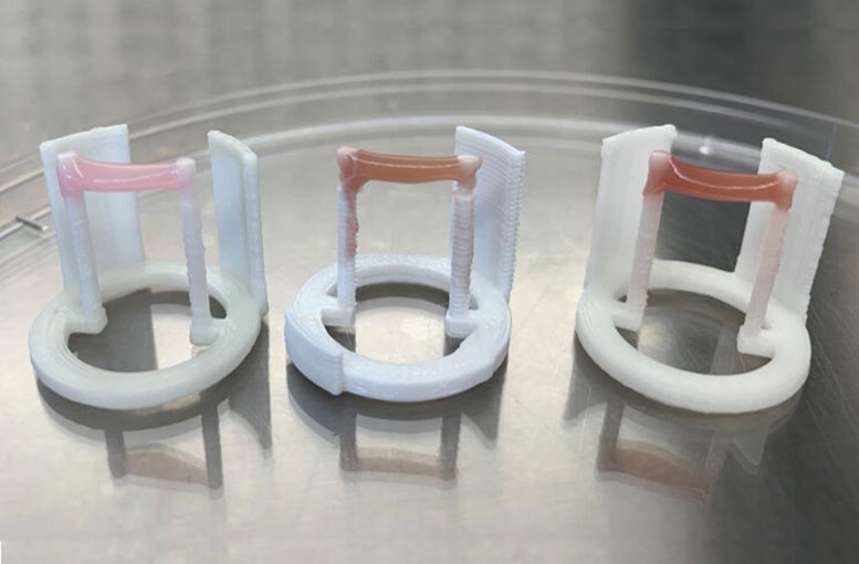 Wissenschaftler verbessern die Textur und Farbe des Laborfleisches