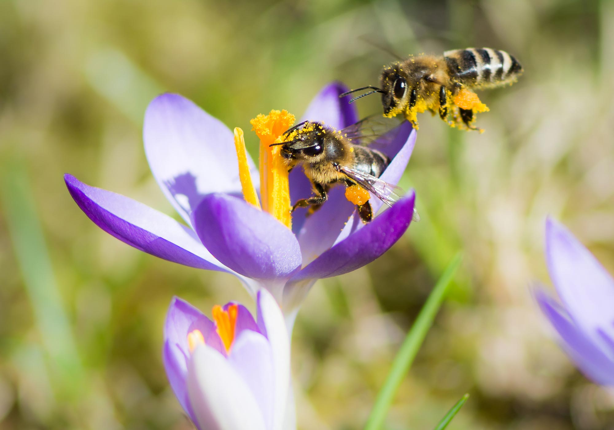 Honigbienen sind Mathematiker vervollständigt