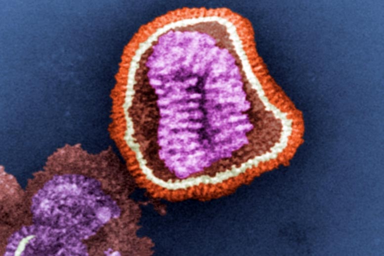 Chemiker entdeckten die Struktur eines wichtigen Influenza 