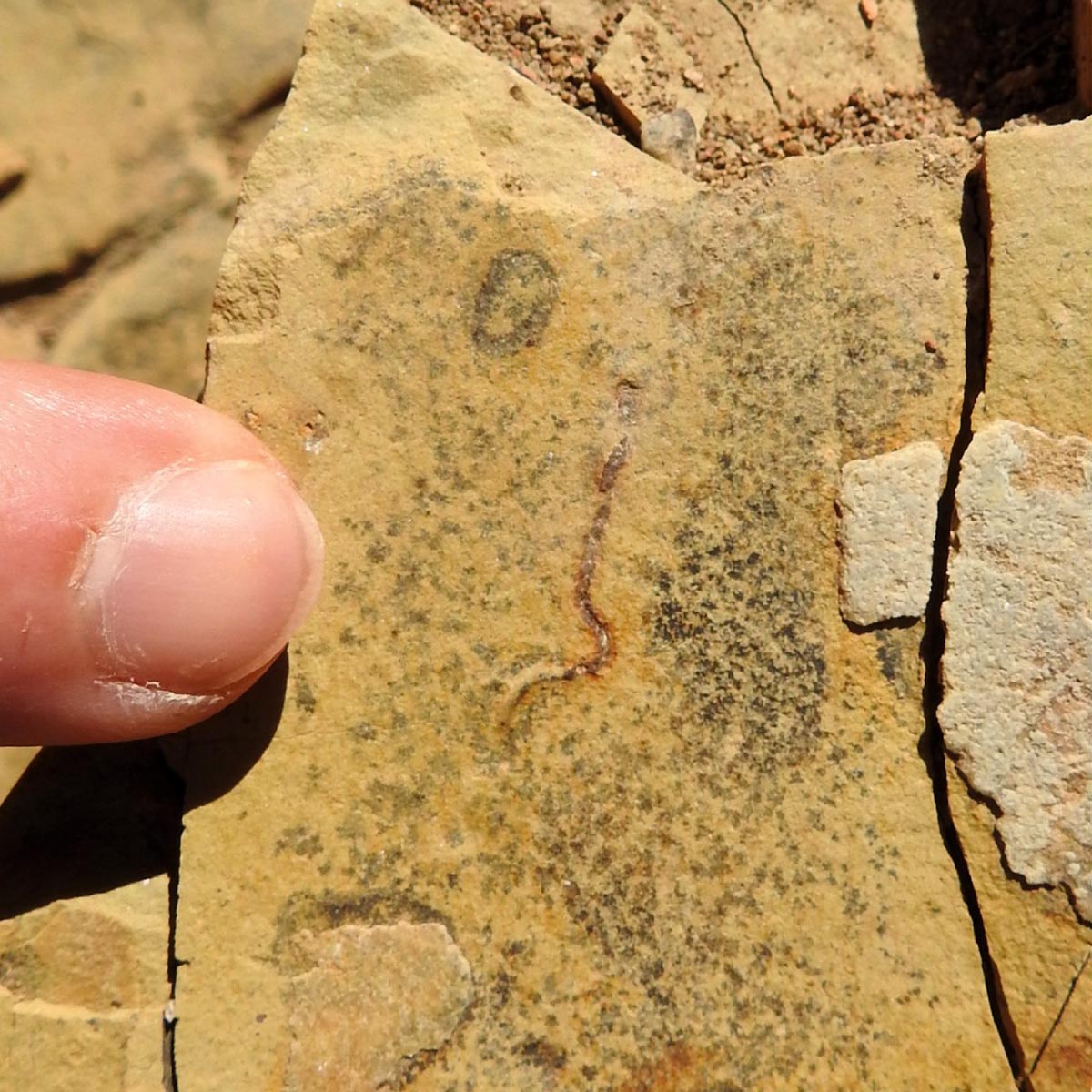 540 Millionen Jahre alte Fossilien enthüllen eine große Überraschung über das frühe Leben auf der Erde