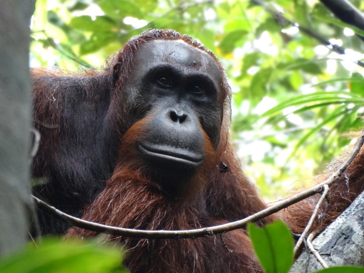 Kritisch gefährdete ikonische großartige Affen in Borneo verloren Muskeln bei Fruchtmangel