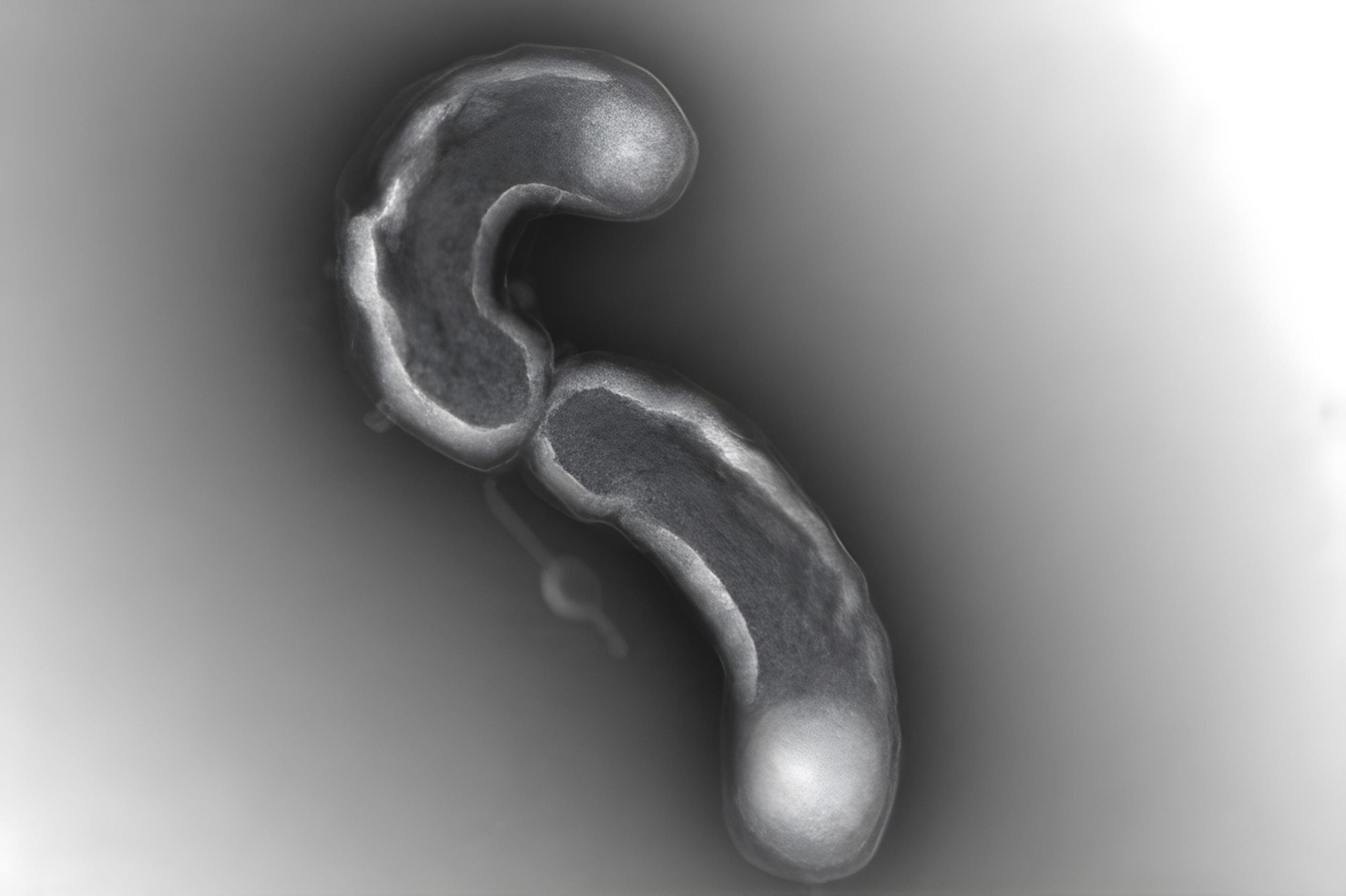 Die erfolgreichsten Bakterien des Ozeans könnten durch ihre eigene Evolution gefangen sein