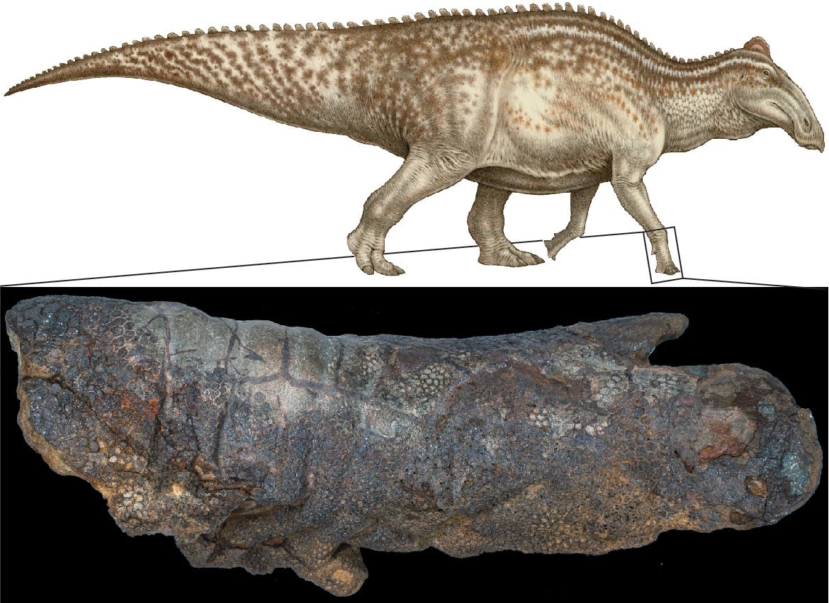 Dinosaurier „Mumien“ sind möglicherweise nicht ungewöhnlich 
