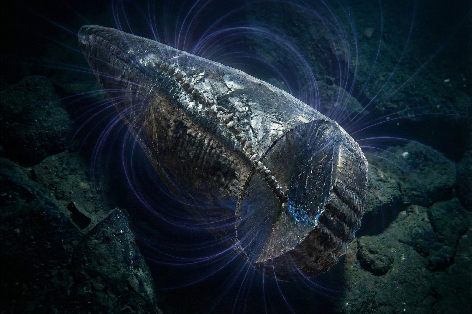 Wissenschaftler entdecken 97 Millionen Jahre altes „GPS“, das möglicherweise alte Tiere geführt hat