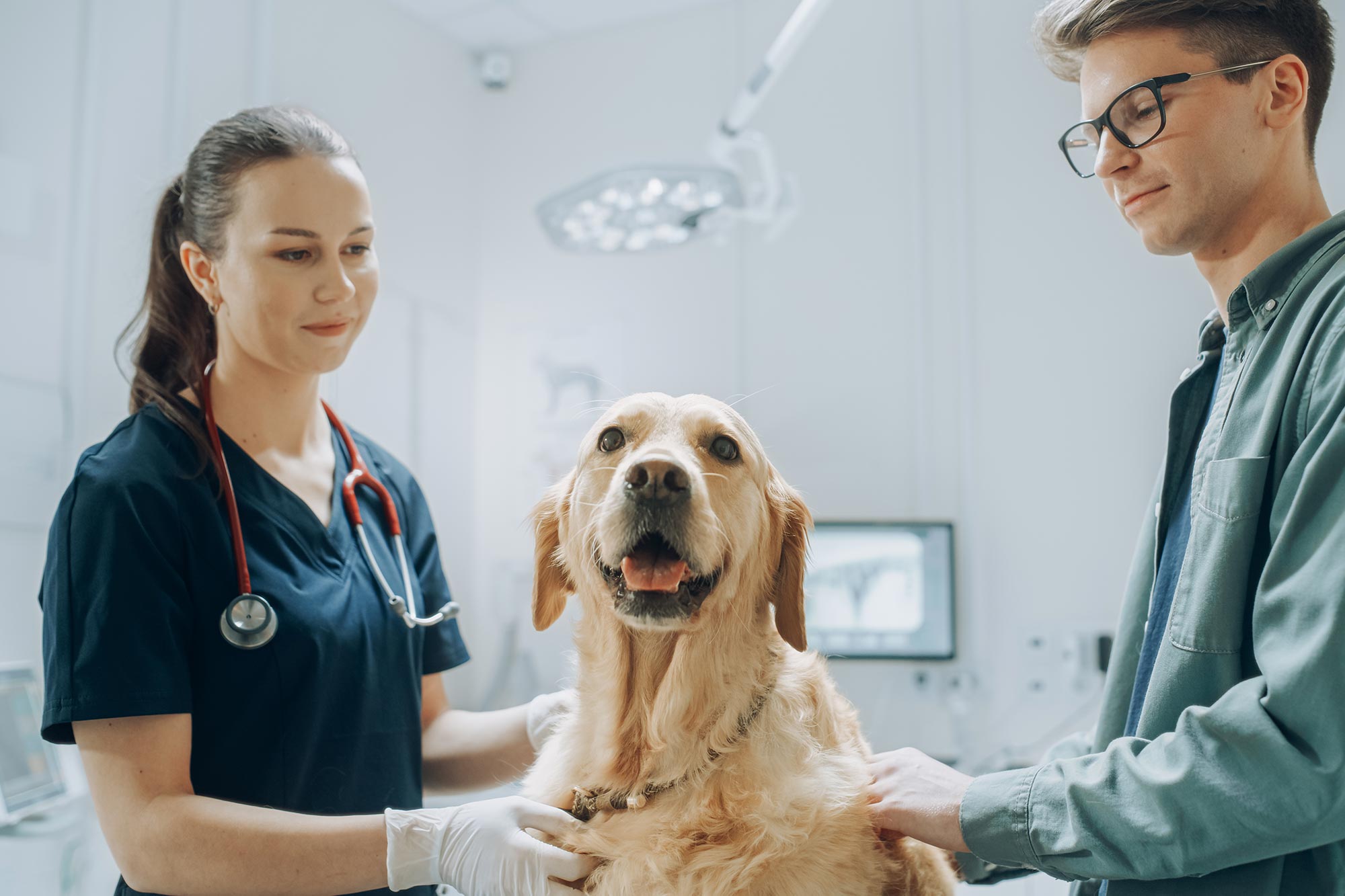 Ausgebildete Hunde erkennen Parkinson mit einer Genauigkeit von 98%