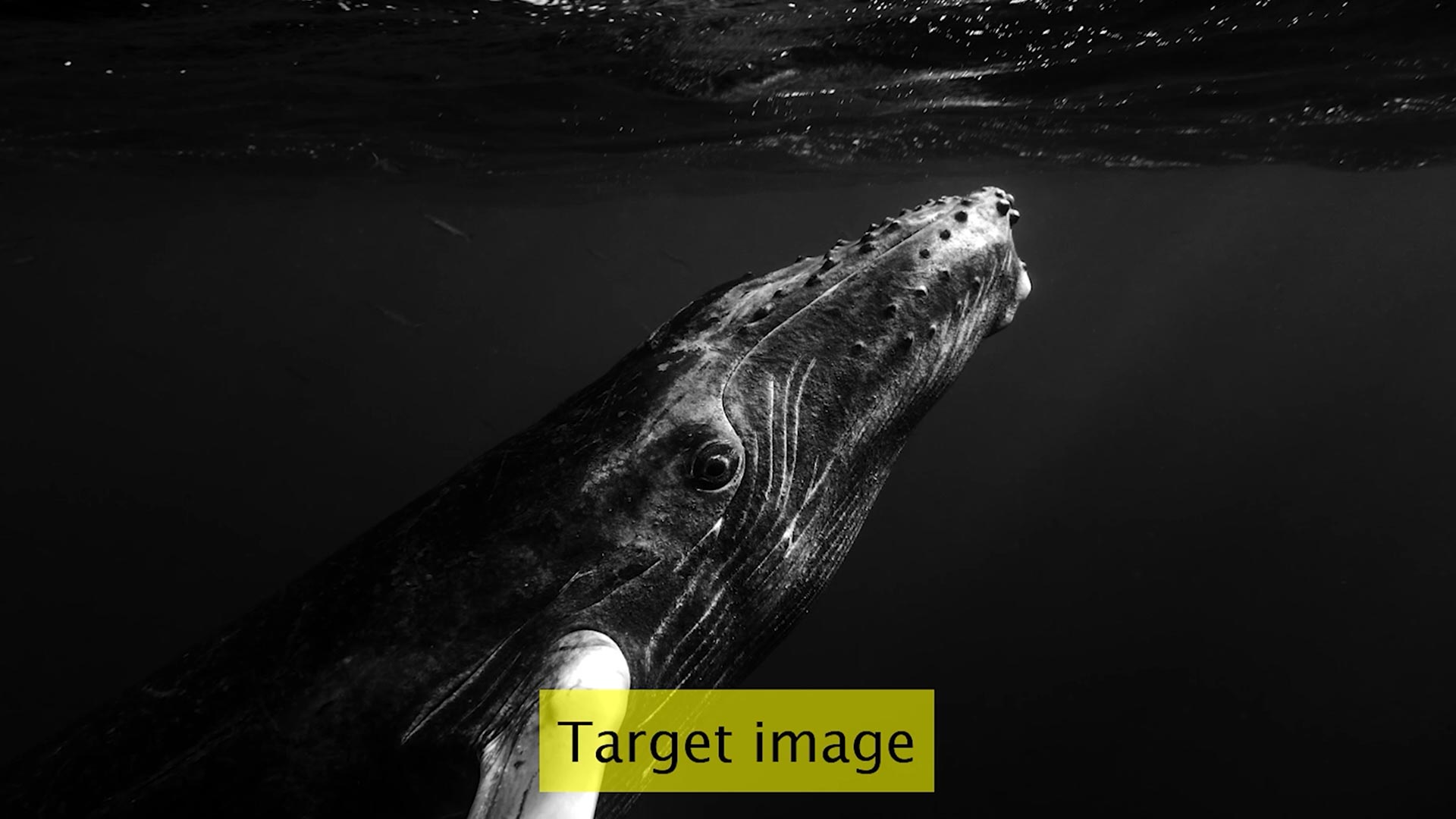 Holographische Anzeigenverbesserungen, die zur Verbesserung der virtuellen und erweiterten Realität verstärkt werden