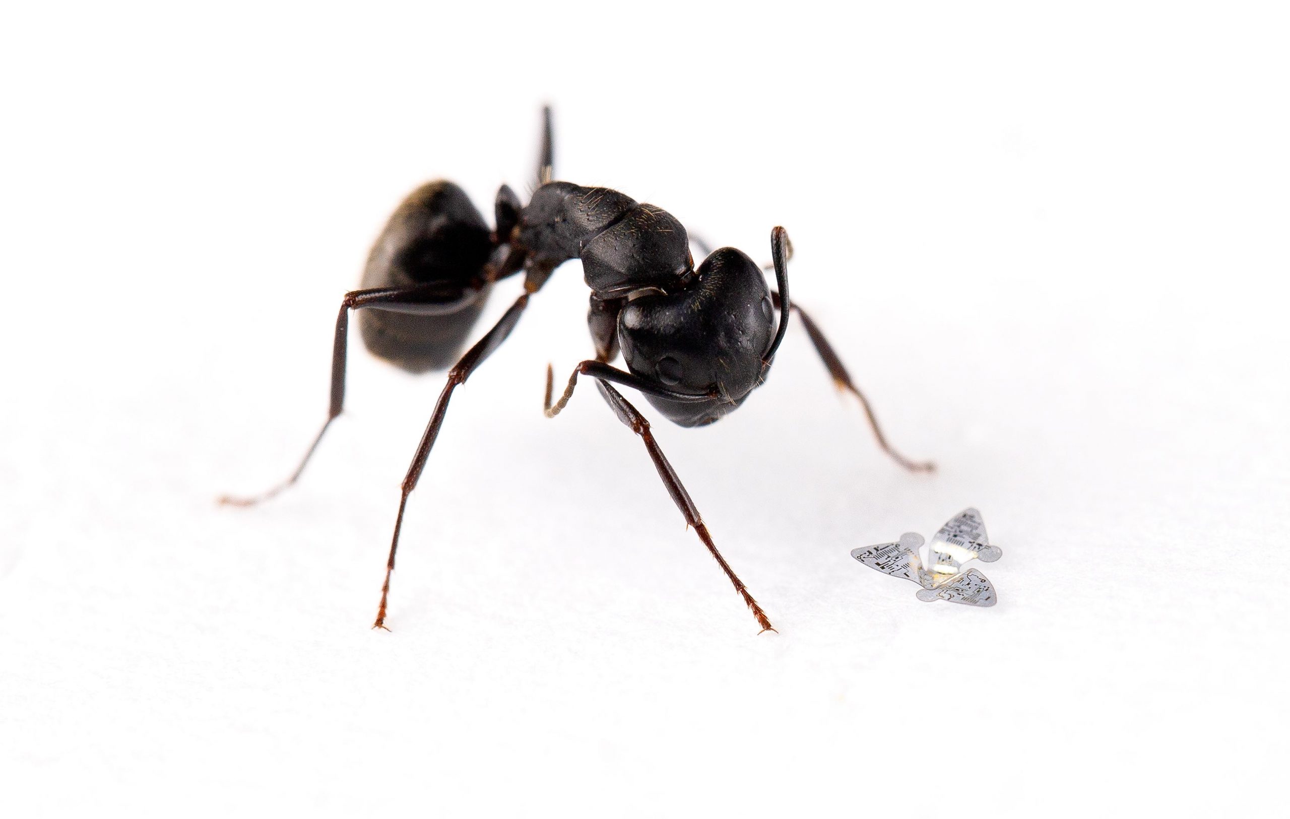 Flügelmikrochip ist die kleinste Flugstruktur von Menschen-die Größe eines Sandkörners