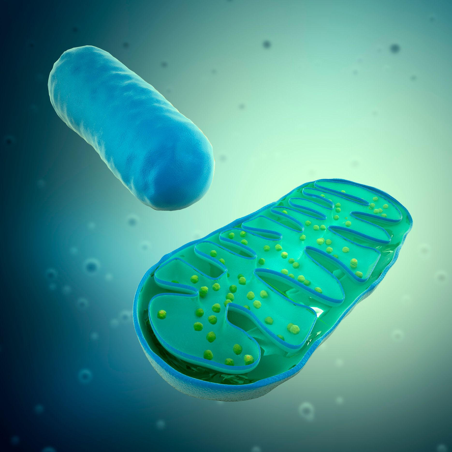 Enthüllung der Geheimnisse des Kraftwerks der Zelle: Wissenschaftler entwerben die Proteinkarte von Mitochondrien