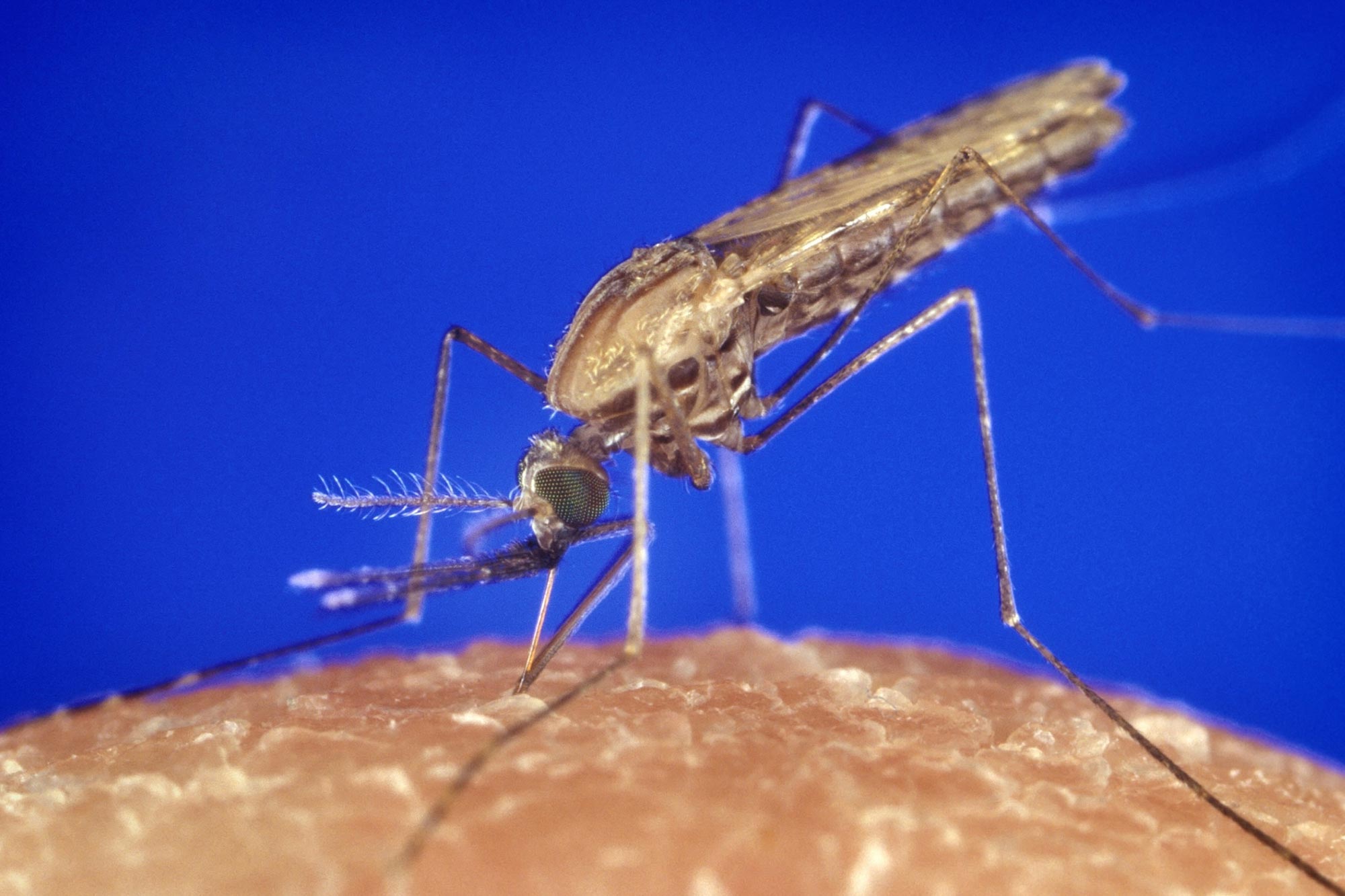 Genetisch modifizierende Mücken, um Malaria zu eliminieren