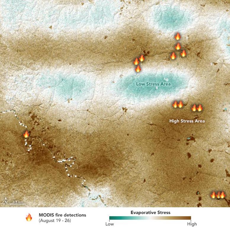 NASA: Amazonasbrände wurden durch Dürrewald angeheizt